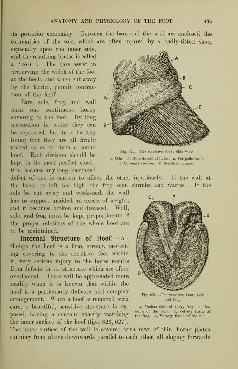 its posterior extremity. Between the bars and the wall are enclosed the extremities of the sole, which are often injured by a badly-fitted shoe, especially upon the inner side, and the resulting bruise is called a “ corn The bars assist in preserving the width of the foot at the heels, and when cut away by the farrier, permit contrac- tion of the hoof. Bars, sole, frog, and wall form one continuous horny covering to the foot. By long maceration in water they can be separated, but in a healthy living foot they are all firmly united so as to form a sound hoof. Each division should be kept in its most perfect condi- tion, because any long-continued defect of one is certain to affect the other injuriously the heels be left too high, the frog soon shrinks and wastes sole be cut away and weakened, the wall has to support unaided an excess of weight, and it becomes broken and diseased. W all, sole, and frog must be kept proportionate if the proper relations of the whole hoof are to be maintained. Internal Structure of Hoof.—Al- though the hoof is a firm, strong, protect- ing covering to the sensitive foot within it, very serious injury to the horse results from defects in its structure which are often overlooked. These will be appreciated more readily when it is known that within the hoof is a particularly delicate and complex arrangement. When a hoof is removed with care, a beautiful, sensitive structure is ex- posed, having a contour exactly matching the inner surface of the hoof (figs. 626, 627). The inner surface of the wall is covered with rows of thin, horny plates running from above downwards parallel to each other, all sloping forwards Fig. 626.—The Sensitive Foot: Side View a, Skin, a', Skin devoid of hairs. B, Peripolic band. C, Coronary cushion. D, Sensitive laminae. If the wall at If the Fig. 627.—The Sensitive Foot: Sole and Frog A, Median cleft of fleshy frog, b, La- minae of the bars, c, Velvety tissue of the frog. D, Velvety tissue of the sole.