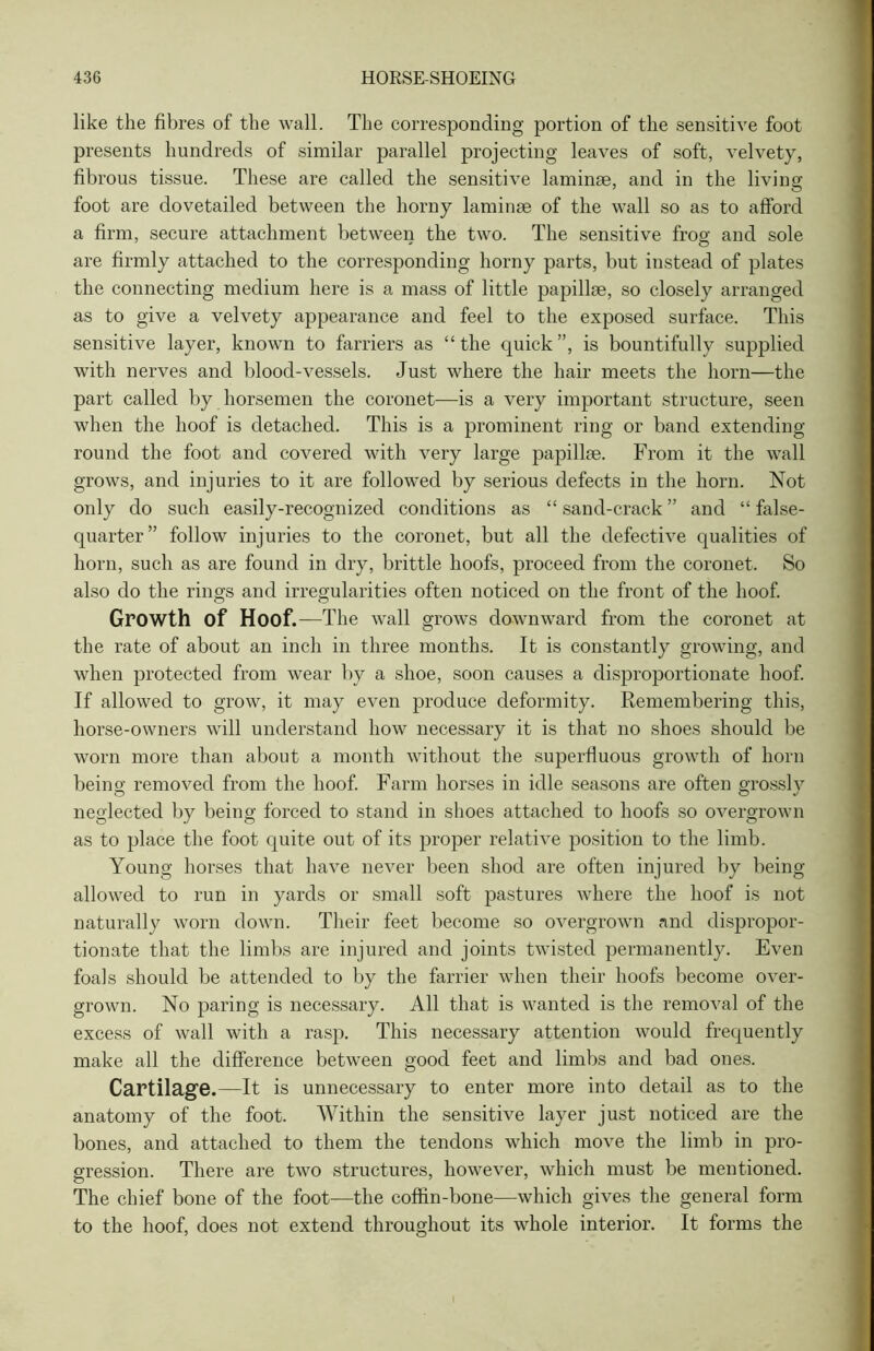 like the fibres of the wall. The corresponding portion of the sensitive foot presents hundreds of similar parallel projecting leaves of soft, velvety, fibrous tissue. These are called the sensitive laminae, and in the living foot are dovetailed between the horny laminae of the wall so as to afford a firm, secure attachment between the two. The sensitive frog and sole are firmly attached to the corresponding horny parts, but instead of plates the connecting medium here is a mass of little papillae, so closely arranged as to give a velvety appearance and feel to the exposed surface. This sensitive layer, known to farriers as “ the quick ”, is bountifully supplied with nerves and blood-vessels. Just where the hair meets the horn—the part called by horsemen the coronet—is a very important structure, seen when the hoof is detached. This is a prominent ring or band extending round the foot and covered with very large papillae. From it the wall grows, and injuries to it are followed by serious defects in the horn. Not only do such easily-recognized conditions as “ sand-crack ” and “ false- quarter” follow injuries to the coronet, but all the defective qualities of horn, such as are found in dry, brittle hoofs, proceed from the coronet. So also do the rings and irregularities often noticed on the front of the hoof. Growth of Hoof. —The wall grows downward from the coronet at the rate of about an inch in three months. It is constantly growing, and when protected from wear by a shoe, soon causes a disproportionate hoof. If allowed to grow, it may even produce deformity. Remembering this, horse-owners will understand how necessary it is that no shoes should be worn more than about a month without the superfluous growth of horn being removed from the hoof. Farm horses in idle seasons are often grossly neglected by being forced to stand in shoes attached to hoofs so overgrown as to place the foot quite out of its proper relative position to the limb. Young horses that have never been shod are often injured by being allowed to run in yards or small soft pastures where the hoof is not naturally worn down. Their feet become so overgrown and dispropor- tionate that the limbs are injured and joints twisted permanently. Even foals should be attended to by the farrier when their hoofs become over- grown. No paring is necessary. All that is wanted is the removal of the excess of wall with a rasp. This necessary attention would frequently make all the difference between good feet and limbs and bad ones. Cartilage.—It is unnecessary to enter more into detail as to the anatomy of the foot. Within the sensitive layer just noticed are the bones, and attached to them the tendons which move the limb in pro- gression. There are two structures, however, which must be mentioned. The chief bone of the foot—the coffin-bone—which gives the general form to the hoof, does not extend throughout its whole interior. It forms the