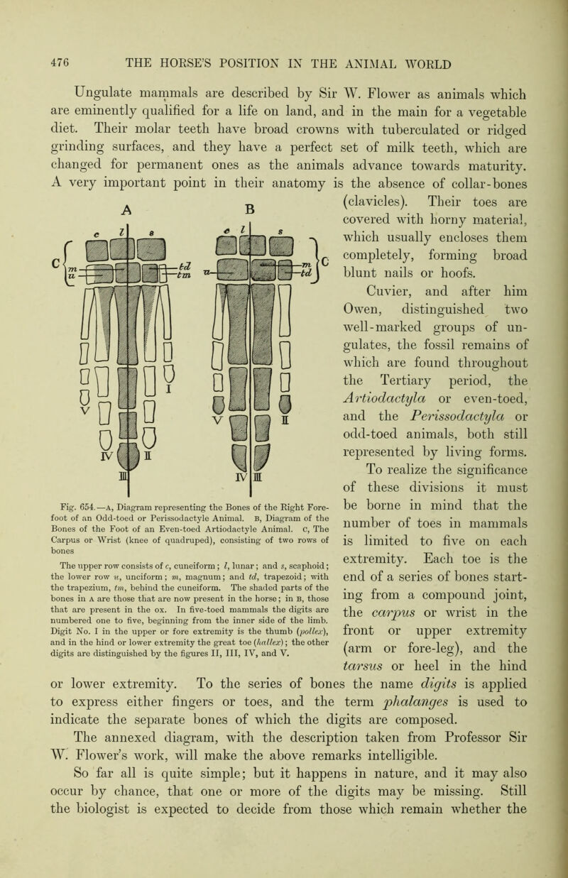 Ungulate mammals are described by Sir W. Flower as animals which are eminently qualified for a life on land, and in the main for a vegetable diet. Their molar teeth have broad crowns with tuberculated or ridged grinding surfaces, and they have a perfect set of milk teeth, which are changed for permanent ones as the animals advance towards maturity. A very important point in their anatomy is the absence of collar-bones (clavicles). Their toes are covered with horny material, which usually encloses them completely, forming broad blunt nails or hoofs. Cuvier, and after him Owen, distinguished two well-marked groups of un- gulates, the fossil remains of which are found throughout the Tertiary period, the Artiodactyla or even-toed, and the Perissodactylci or odd-toecl animals, both still represented by living forms. To realize the significance of these divisions it must be borne in mind that the number of toes in mammals is limited to five on each extremity. Each toe is the end of a series of bones start- ing from a compound joint, the carpus or wrist in the front or upper extremity (arm or fore-leg), and the tarsus or heel in the hind or lower extremity. To the series of bones the name digits is applied to express either fingers or toes, and the term phalanges is used to indicate the separate bones of which the digits are composed. The annexed diagram, with the description taken from Professor Sir W. Flower’s work, will make the above remarks intelligible. So far all is quite simple; but it happens in nature, and it may also occur by chance, that one or more of the digits may be missing. Still the biologist is expected to decide from those which remain whether the B Fig. 654.—a, Diagram representing the Bones of the Right Fore- foot of an Odd-toed or Perissodactyle Animal. B, Diagram of the Bones of the Foot of an Even-toed Artiodactyle Animal. C, The Carpus or Wrist (knee of quadruped), consisting of two rows of bones The upper row consists of c, cuneiform; l, lunar; and s, scaphoid; the lower row u, unciform; m, magnum; and Id, trapezoid; with the trapezium, tm, behind the cuneiform. The shaded parts of the bones in a are those that are now present in the horse; in b, those that are present in the ox. In five-toed mammals the digits are numbered one to five, beginning from the inner side of the limb. Digit No. I in the upper or fore extremity is the thumb (pollex), and in the hind or lower extremity the great toe (hallex); the other digits are distinguished by the figures II, III, IV, and V.