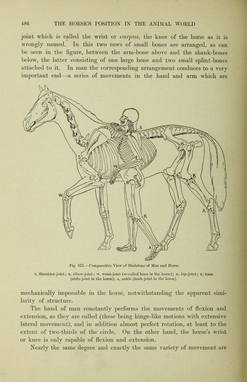 joint which is called the wrist or carpus, the knee of the horse as it is wrongly named. In this two rows of small bones are arranged, as can be seen in the figure, between the arm-bone above and the shank-bones below, the latter consisting of one large bone and two small splint-bones attached to it. In man the corresponding arrangement conduces to a very important end—a series of movements in the hand and arm which are S, Shoulder-joint; E, elbow-joint; W, wrist-joint (so-called knee in the horse); H, hip-joint; K, knee (stifle-joint in the horse); a, ankle (hock-joint in the horse). mechanically impossible in the horse, notwithstanding the apparent simi- larity of structure. The hand of man constantly performs the movements of flexion and extension, as they are called (these being hinge-like motions with extensive lateral movement), and in addition almost perfect rotation, at least to the extent of two-thirds of the circle. On the other hand, the horse’s wrist or knee is only capable of flexion and extension. Nearly the same degree and exactly the same variety of movement are