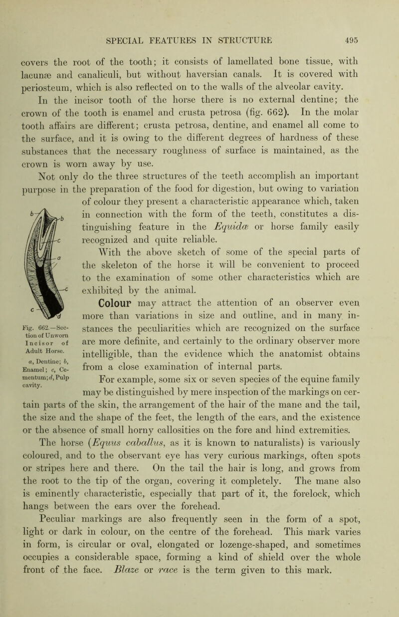 covers the root of the tooth; it consists of lamellated bone tissue, with lacunae and canaliculi, but without haversian canals. It is covered with periosteum, which is also reflected on to the walls of the alveolar cavity. In the incisor tooth of the horse there is no external dentine; the crown of the tooth is enamel and crusta petrosa (fig. 662). In the molar tooth affairs are different; crusta petrosa, dentine, and enamel all come to the surface, and it is owing to the different degrees of hardness of these substances that the necessary roughness of surface is maintained, as the crown is worn away by use. Not only do the three structures of the teeth accomplish an important purpose in the preparation of the food for digestion, but owing to variation of colour they present a characteristic appearance which, taken in connection with the form of the teeth, constitutes a dis- tinguishing feature in the Equidce or horse family easily recognized and quite reliable. With the above sketch of some of the special parts of the skeleton of the horse it will be convenient to proceed to the examination of some other characteristics which are exhibited by the animal. Colour may attract the attention of an observer even more than variations in size and outline, and in many in- stances the peculiarities which are recognized on the surface are more definite, and certainly to the ordinary observer more intelligible, than the evidence which the anatomist obtains from a close examination of internal parts. For example, some six or seven species of the equine family may be distinguished by mere inspection of the markings on cer- tain parts of the skin, the arrangement of the hair of the mane and the tail, the size and the shape of the feet, the length of the ears, and the existence or the absence of small horny callosities on the fore and hind extremities. The horse (Equus caballus, as it is known to naturalists) is variously coloured, and to the observant eye has very curious markings, often spots or stripes here and there. On the tail the hair is long, and grows from the root to the tip of the organ, covering it completely. The mane also is eminently characteristic, especially that part of it, the forelock, which hangs between the ears over the forehead. Peculiar markings are also frequently seen in the form of a spot, light or dark in colour, on the centre of the forehead. This mark varies in form, is circular or oval, elongated or lozenge-shaped, and sometimes occupies a considerable space, forming a kind of shield over the whole front of the face. Blaze or race is the term given to this mark. Fig. 662.—Sec- tion of Unworn Incisor of Adult Horse. a, Dentine; b, Enamel; c, Ce- mentum;rf, Pulp cavity.