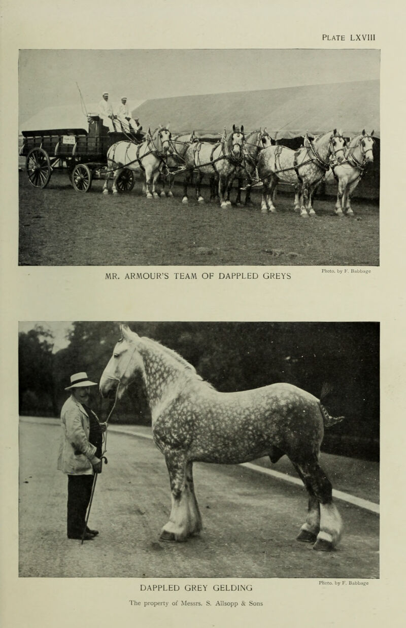 Plate LXVIII MR. ARMOUR’S TEAM OF DAPPLED GREYS Photo, by F. Babbage Photo, by F. Babbage DAPPLED GREY GELDING The property of Messrs. S. AIlsopp & Sons