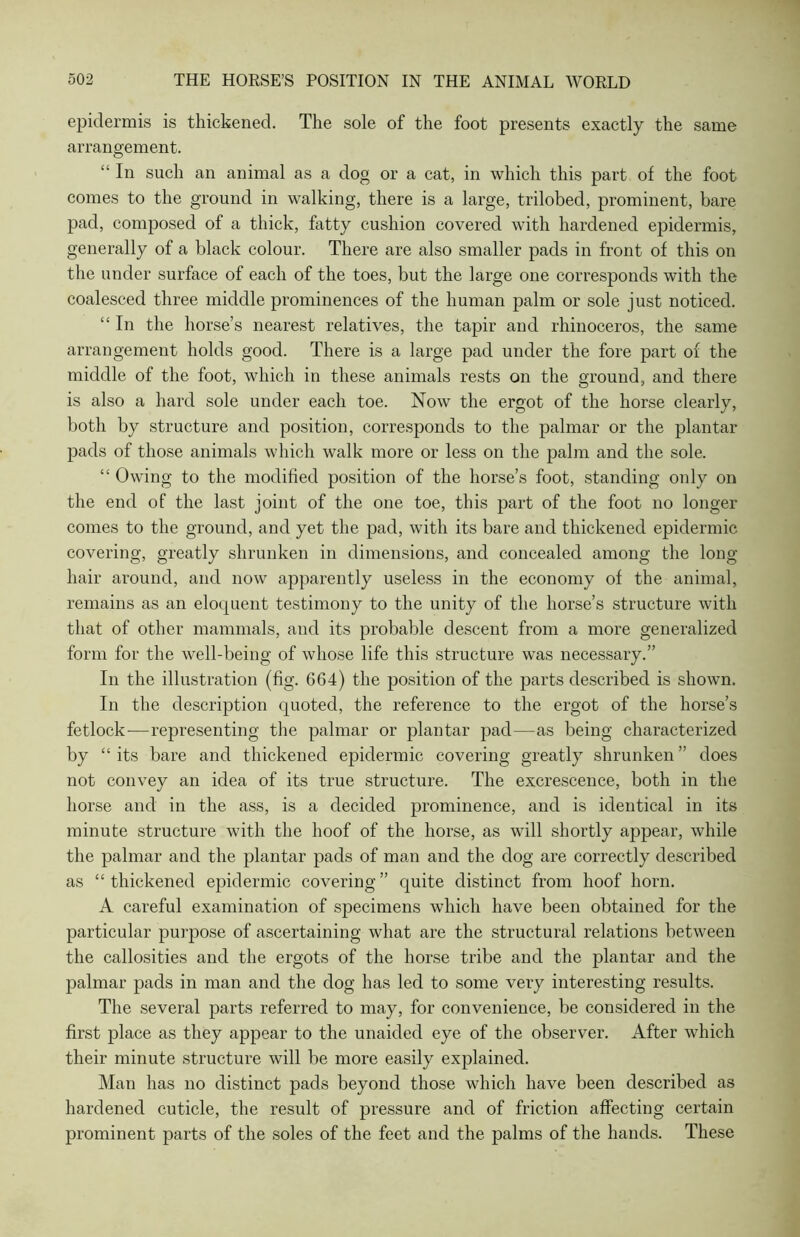 epidermis is thickened. The sole of the foot presents exactly the same arrangement. “ In such an animal as a dog or a cat, in which this part of the foot comes to the ground in walking, there is a large, trilobed, prominent, bare pad, composed of a thick, fatty cushion covered with hardened epidermis, generally of a black colour. There are also smaller pads in front of this on the under surface of each of the toes, but the large one corresponds with the coalesced three middle prominences of the human palm or sole just noticed. “ In the horse’s nearest relatives, the tapir and rhinoceros, the same arrangement holds good. There is a large pad under the fore part of the middle of the foot, which in these animals rests on the ground, and there is also a hard sole under each toe. Now the ergot of the horse clearly, both by structure and position, corresponds to the palmar or the plantar pads of those animals which walk more or less on the palm and the sole. “ Owing to the modified position of the horse’s foot, standing only on the end of the last joint of the one toe, this part of the foot no longer comes to the ground, and yet the pad, with its bare and thickened epidermic covering, greatly shrunken in dimensions, and concealed among the long- hair around, and now apparently useless in the economy of the animal, remains as an eloquent testimony to the unity of the horse’s structure with that of other mammals, and its probable descent from a more generalized form for the well-being of whose life this structure was necessary.” In the illustration (fig. 664) the position of the parts described is shown. In the description quoted, the reference to the ergot of the horse’s fetlock—representing the palmar or plantar pad—as being characterized by “ its bare and thickened epidermic covering greatly shrunken ” does not convey an idea of its true structure. The excrescence, both in the horse and in the ass, is a decided prominence, and is identical in its minute structure with the hoof of the horse, as will shortly appear, while the palmar and the plantar pads of man and the dog are correctly described as “ thickened epidermic covering ” quite distinct from hoof horn. A careful examination of specimens which have been obtained for the particular purpose of ascertaining what are the structural relations between the callosities and the ergots of the horse tribe and the plantar and the palmar pads in man and the dog has led to some very interesting results. The several parts referred to may, for convenience, be considered in the first place as they appear to the unaided eye of the observer. After which their minute structure will be more easily explained. Man has no distinct pads beyond those which have been described as hardened cuticle, the result of pressure and of friction affecting certain prominent parts of the soles of the feet and the palms of the hands. These