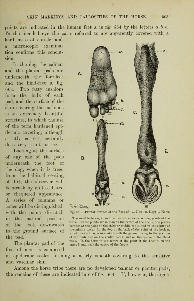 a. points are indicated in the human feet a in fig. 664 by the letters a b c. To the unaided eye the parts referred to are apparently covered with a hard mass of cuticle, and a microscopic examina- tion confirms this conclu- sion. In the dog the palmar and the plantar pads are underneath the fore-feet and the hind-feet b, fig. 664. Two fatty cushions form the bulk of each pad, and the surface of the skin covering the cushions c. ii 1 fJl t—c. is an extremely beautiful structure, to which the use of the term hardened epi- dermic covering, although strictly correct, certainly does very scant justice. Looking at the surface of any one of the pads underneath the foot of the dog, when it is freed from the habitual coating of dirt, the observer will be struck by its tessellated or chequered appearance. A series of columns or cones will be distinguished, with the points directed, in the natural position of the foot, downwards to the ground surface of the pad. The plantar pad of the foot of man is composed of epidermic scales and vascular skin. Among the horse tribe there are no developed palmar or plantar pads; the remains of these are indicated in c of fig. 664. If, however, the ergots in. Fig. 664.—Plantar Surface of the Foot of—a, Man; b, Dog; C, Horse The small letters a, b, and c indicate the corresponding points of the three. These points are in man at the centre of the heel a, the protu- berance at the joint of the third or middle toe b, and in the centre of the middle toe c. In the dog at the back of the point of the hock a, which does not come in contact with the ground owing to the position of the limb, also on the centre pad b, and on the centre of the third toe c. In the horse in the centre of the point of the hock a, on the ergot b, and near the centre of the frog c. forming a nearly smooth covering to the sensitive