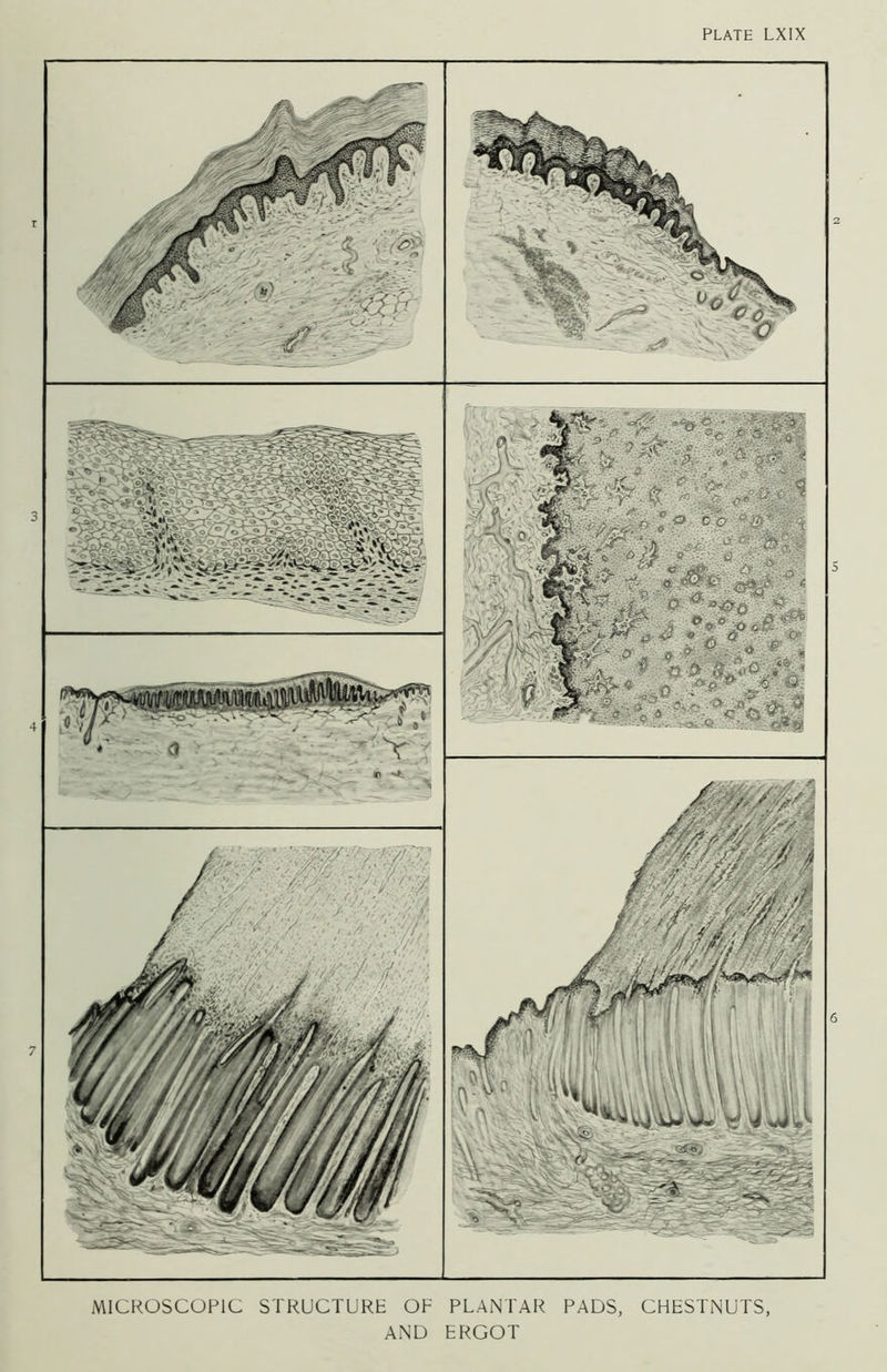 MICROSCOPIC STRUCTURE OF PLANTAR PADS, CHESTNUTS, AND ERGOT