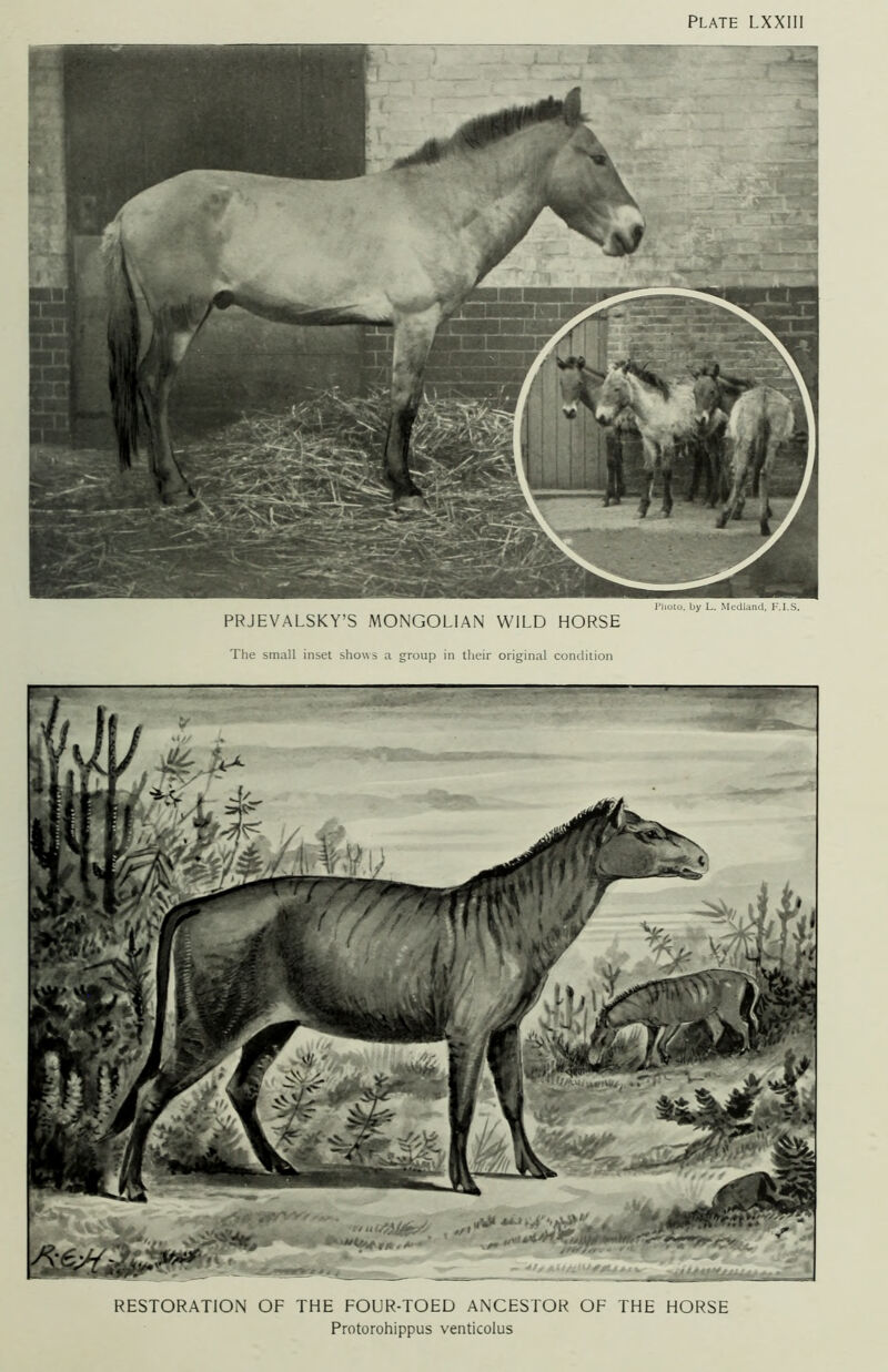 Photo, by L. Medland, F.I.S. PRJEVALSKY’S MONGOLIAN WILD HORSE The small inset shows a group in their original condition RESTORATION OF THE FOUR-TOED ANCESTOR OF THE HORSE Protorohippus venticolus