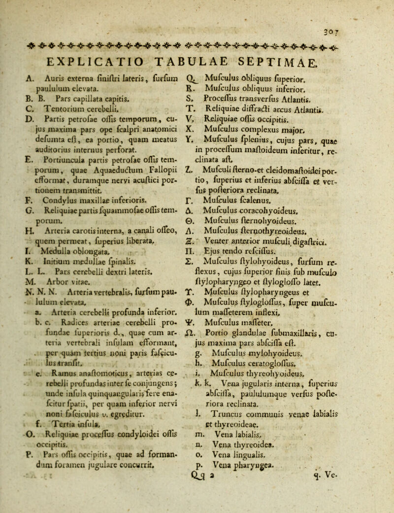 EXPLICATIO TABULAE SEPTIMAE. A. Auris externa finiAri lateris, fuifuin paululum elevata. B. B. Pars capillata capitis. C. Tentorium cerebelli. D. Partis petrofae offis temporum, cu- jus maxima pars ope fealpri anatomici defumtaeft, ea portio, quam meatus auditorius internus perforat. E. Portiuncula partis petrofae offis tem- porum, quae Aquaedu<ftuin Fallopii efformat, duramque neryi acuflici por- tionem transmittit. F. Condylus maxillae inferioris. G. Reliquiae partis iquammofae offis tem- porum. H. Arteria carotis interna, a canali ofTeo, quem permeat, fuperius liberata, I. Medulla oblongata, K. Initium medullae fpinalis. L. L. Pars cerebelli dextri lateris. M. Arbor vitae. N. N. N. Arteria vertebralis, furfumpau- - Iulum elevata, a. Arteria cerebelli profunda inferior. b. c. Radices arteriae cerebelli pro- fundae luperioris d., quae cum ar- teria vertebrali infulam efformant, . per quam tertius noni paris fafificu- lus.iranflt. e. Ramus anaflomoticus, arterias ce- rebelli profundas inter fe conjungens; unde infula quinquar.gularisflere ena- fcitur fpatii, per quam inferior nervi noni fafciculus v. egreditur. f. Tertia infula, O. Reliquiae proceflus condyioidei offis occipitis. P. Pars offis occipitis, quae ad forman- dum foramen jugulare concurrit. Mufculus obliquus fuperior. R. Mufculus obliquus inferior. S» ProcefTus transverfus Atlantis. T. Reliquiae diffradli arcus Atlantis. V, Reliquiae offis occipitis. X. Mufculus complexus major. Y. Mufculus fplenius, cujus pars, quae in procefTum maftoideum inferitur, re- clinata aft. Z. Mufculi fterno-et cleidomafioidei por- tio, fuperius et inferius abfeifla et ver- fus pofieriora reclinata, T. Mufculus fcalenus. A. Mufculus coracohyoideus. ©. Mufculus Aernohyoideus. A. Mufculus flernothyreoideus. Z. Venter anterior mufculi, digaflria. n. Ejus tendo refeiflus. Z. Mufculus Aylohyoideus, furfum re- flexus , cujus fuperjor finis fub mufeuio flylopharyngeo et ftylogloiTo latet. T. Mufculus fiyiopharyngeus et <3>. Mufculus flylogloflus, fuper mufeu- lum mafleterem inflexi, T. Mufculus mafleter, SI. Portio glandulae fubmaxillaris, cu- jus maxima pars abfeifla efl. g. Mufculus mylohyoideus. h. Mufculus ceratogloflus. i. Mufculus thyreohyoideus, k. k. Vena jugularis interna, fuperius abfcilla, paululumque verfus pofle- riora reclinata. l. Truncus communis yenae labialis et thyreoideae. m. Vena labialis, n. Vena thyreoidea. o. Vena lingualis. p. Vena pharyngea. . . , Qjl a T Ve-