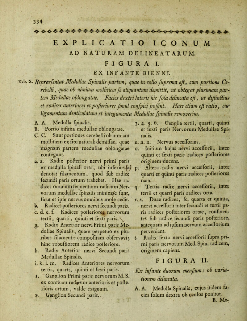 Tab. EXPLICATIO ICONUM AD NATURAM DELINE AT ARUM. FIGURA I. EX INFANTE BIENNI. • Repraefentat Medullat Spinalis partem, quae in collo fuprema ejl, cum portione Ce- rebelli, quae ob nimiam mollitiem fe aliquantum demittit, ut obtegat plurimam par- tem Medullae oblongatae. Facies dextri lateris hic fola dclincata ejl, ut di/lintlius et radices anteriores et pojleriores Jimul confpici pojfnt. Haec etiam ejl ratio, cm' ligamentum denticulatum et integumenta A. A. Medulla fpinalis. B. Portio infima medullae oblongatae. C. C. Suntportiones cerebelli ob nimiam mollitiem ex fitu naturali demiffae, quae magnam partem medullae oblongatae contegunt. a. a. Radix poflerior nervi primi paris ex medulla lpinali orta, ubi inferius (a} denotat filamentum, quod fub radice fecundi paris ortum trahebat. Hae ra- dices omnium fequentium radicum Ner- vorum medullae Ipinalis minimae funt, ficut et ipfe nervus omnibus mole cedit. b. Radicet pofleriores nervi fecundi paris. c. d. e. f. Radices pofleriores nervorum tertii, quarti, quinti et fexti paris.\ g. Radix Anterior nervi Primi paris Me- dullae Spinalis, quam perpetuo ex plu- ribus filamentis compofitam obfervavi; hinc robufliorem radice polleriore. h. Radix Anterior nervi Secundi paris Medullae Spinalis. j. k. 1. m. Radices Anteriores nervorum tertii, quarti, quinti et fexti paris. I, Ganglion Primi paris nervorum M. S. ex coniluxu radirum anterioris et pofte- rioris ortum , valde exiguum. a. Ganglion Secundi paris.- Medullae fpinalis removerim. 3, 4. 5. 6. Ganglia tertii, quarti, quinti et fexti paris Nervorum Medullae Spi- nalis. n. n. n. Nervus accelforius. o. Initium hujus nervi accelforii, inter quinti et fexti paris radices pofleriores originem ducens. p. Altera radix nervi accelforii, inter quarti et quinti paris radices pofleriores nata. q. Tertia radix nervi accelforii, inter tertii et quarti paris radices orta. r. s. Duae radices, fc. quarta et quinta, nervi accelforii inter fecundi et tertii pa- ris radices pofleriores ortae, confluen- tes fub radice fecundi paris pofleriore, antequam ad ipfum nervum accefforium perveniant. t. Radix fexta nervi accelforii fupra pri- mi paris nervorum Med. Spin. radicem, originem capiens. FIGURA II. Ex infanti duorum menfium: ob varia- tionem delineata. A. A. Medulla Spinalis, cujus itidem fa- cies folum dextra ob oculos ponitur. B. Mc-