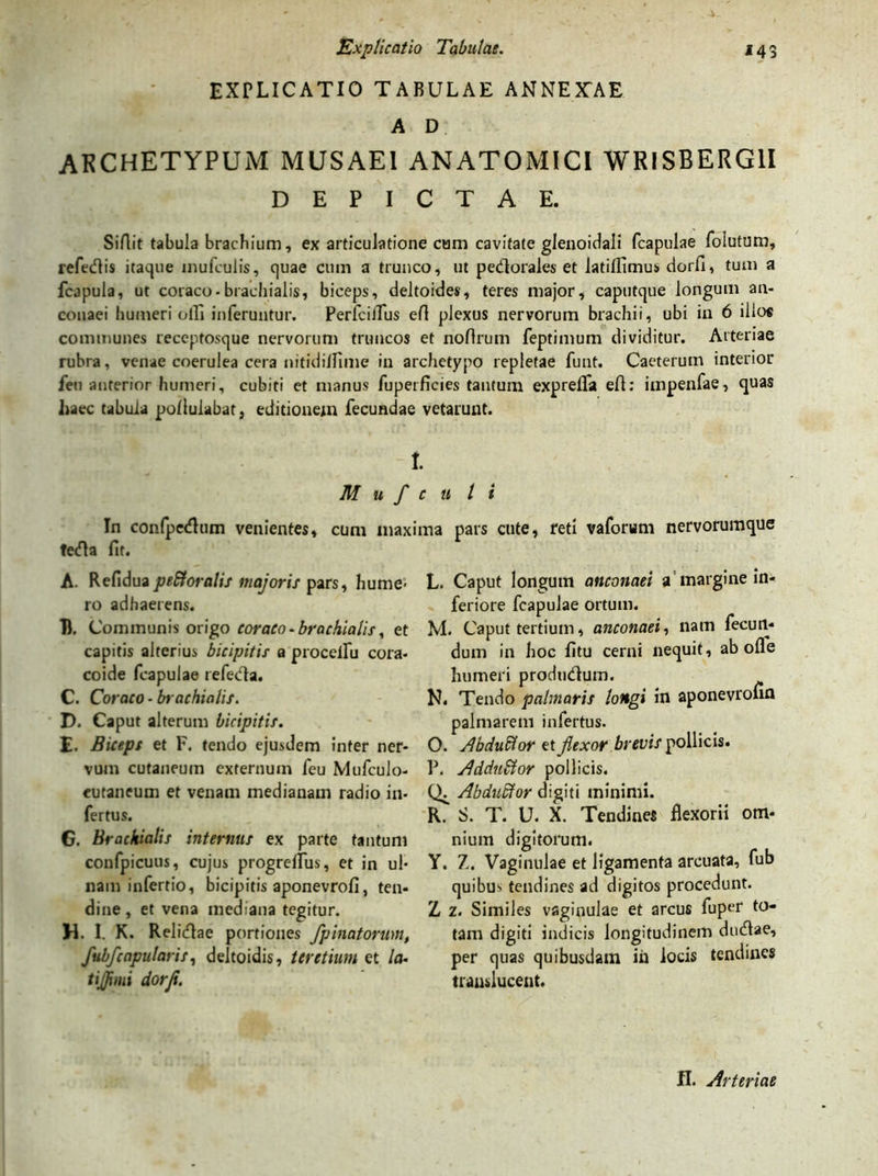 EXPLICATIO TABULAE ANNEXAE A D ARCHETYPUM MUSAEI ANATOMICI WRISBERG1I DEPICTAE. Sifiit tabula brachium, ex articulatione cum cavitate glenoidali fcapulae folutum, refedis itaque mufculis, quae cum a trunco, ut pedorales et latillimus dorfi, tum a fcapula, ut coraco-brachialis, biceps, deltoides, teres major, caputque longum an- conaei humeri olli inferuntur. Perfciifus efl plexus nervorum brachii, ubi in 6 illo« communes receptosque nervorum truncos et noflrum feptimum dividitur. Arteriae rubra, venae coerulea cera nitidillime in archetypo repletae funt. Caeterum interior ieu anterior humeri, cubiti et manus fuperficies tantum exprelTa efl: impenfae, quas haec tabula pullulabat} editionem fecundae vetarunt. t. M u f c u t i In confpedum venientes, cum maxima pars cute, reti vaforum nervorumque teda fit. A. Refiduape&oralis majoris pars, hume- ro adhaerens. B. Communis origo coraco - brachialis, et capitis alterius bicipitis a procelfu cora- coide fcapulae refeda. C. Coraco - brachialis. D. Caput alterum bicipitis. E. Biceps et F. tendo ejusdem inter ner- vum cutaneum externum feu Mufculo- cutaneum et venam medianam radio in- fertus. G. Brachialis internus ex parte tantum confpicuus, cujus progrellus, et in ul- nam infertio, bicipitis aponevrofi, ten- dine , et vena mediana tegitur. M. I. K. Relidae portiones fp matorum, fubfcapularis, deltoidis, teretium et /a- tijfimi dorfi. L. Caput longum anconaei a margine in- feriore fcapulae ortum. M. Caput tertium, anconaei, nam fecun- dum in hoc fitu cerni nequit, ab ofle humeri produdum. N. Tendo palmaris longi ia aponevrofin palmarem infertus. O. AbduElor et flexor brevis pollicis. P. AdduEtor pollicis. Ch AbduEtor digiti minimi. R. S. T. U. X. Tendines flexorii om- nium digitorum. Y. Z. Vaginulae et ligamenta arcuata, fub quibus tendines ad digitos procedunt. Z z. Similes vaginulae et arcus fuper to- tam digiti indicis longitudinem dudae, per quas quibusdam ih locis tendines transluceat. fi. Arteriae