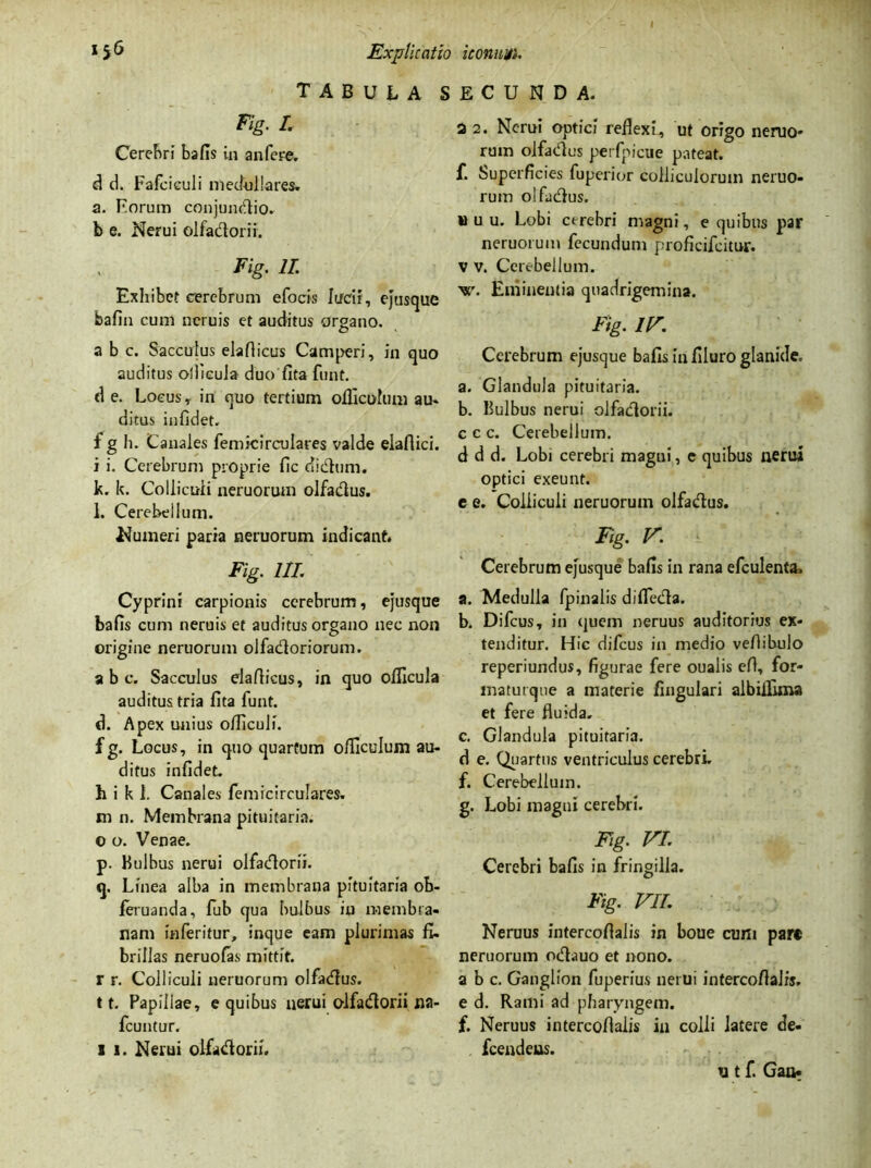 tabula secunda. Fig. I. Cerebri bafis in an fere. d d. Fafcieuli medullares, a. Forum conjunctio, b e. Nerui olfactorii. Fig. 11 Exhibet cerebrum efocis Iucir, ejusque bafin cum neruis et auditus organo. O ^ a b c. Sacculus elaflicus Camperi, in quo auditus ollicula duo fita funt. d e. Locus * in quo tertium officulum au. ditus iufidet. f g h. Canales femicirculares valde elafiici. i i. Cerebrum proprie fic dictum. k. k. Colliculi neruorum olfactus. l. Cerebellum. Numeri paria neruorum indicant* Fig. III. Cyprini carpionis cerebrum, ejusque bafis cum neruis et auditus organo nec non origine neruorum olfactoriorum. a b c. Sacculus elaflicus, in quo ollicula auditus tria fita funt. d. Apex unius olTiculi. fg. Locus, in quo quartum oticulum au- ditus infidet. h i k 1. Canales femicirculares. m n. Membrana pituitaria. 0 o. Venae. p. Kulbus nerui olfactorii. q. Linea alba in membrana pituitaria ob- feruanda, fub qua bulbus iu membra- nam inferitur, inque eam plurimas fi. brillas neruofas mittit. r r. Colliculi neruorum olfactus. 11. Papillae, e quibus nerui olfactorii na- fcuntur. 1 i. Nerui olfactorii. 2 2. Nerui optici reflexi, ut origo neruo* rum olfactus perfpicue pateat, f. Superficies fuperior colliculorum neruo- rum olfactus. u u u. Lobi cerebri magni, e quibus par neruorum fecundum proficifcitur. v v. Cerebellum. Eminentia quadrigemina. Fig. iv. Cerebrum ejusque bafis in filuro glanide. a. Glandula pituitaria. b. Bulbus nerui olfactorii, c c c. Cerebellum. d d d. Lobi cerebri magui, e quibus nerui optici exeunt. e e. Colliculi neruorum olfactus. Fig. V. Cerebrum ejusque bafis in rana efculenta, a. Medulla /pinalis difiecta. b. Difcus, in quem neruus auditorius ex- tenditur. Hic difcus in medio vefiibulo reperiundus, figurae fere oualis efl, for- maturqne a materie fingulari albilfima et fere fluida. c. Glandula pituitaria. d e. Quartus ventriculus cerebri. f. Cerebellum. g. Lobi magui cerebri. Fig. VI. Cerebri bafis in fringilla. Fig. VII. Neruus intercoflalis in boue eunt par* neruorum octauo et nono, a b c. Ganglion fuperius nerui intercoflalis. e d. Rami ad pharyngem, f. Neruus intercoflalis in colli latere de- fcendeus. u t f. Gao-