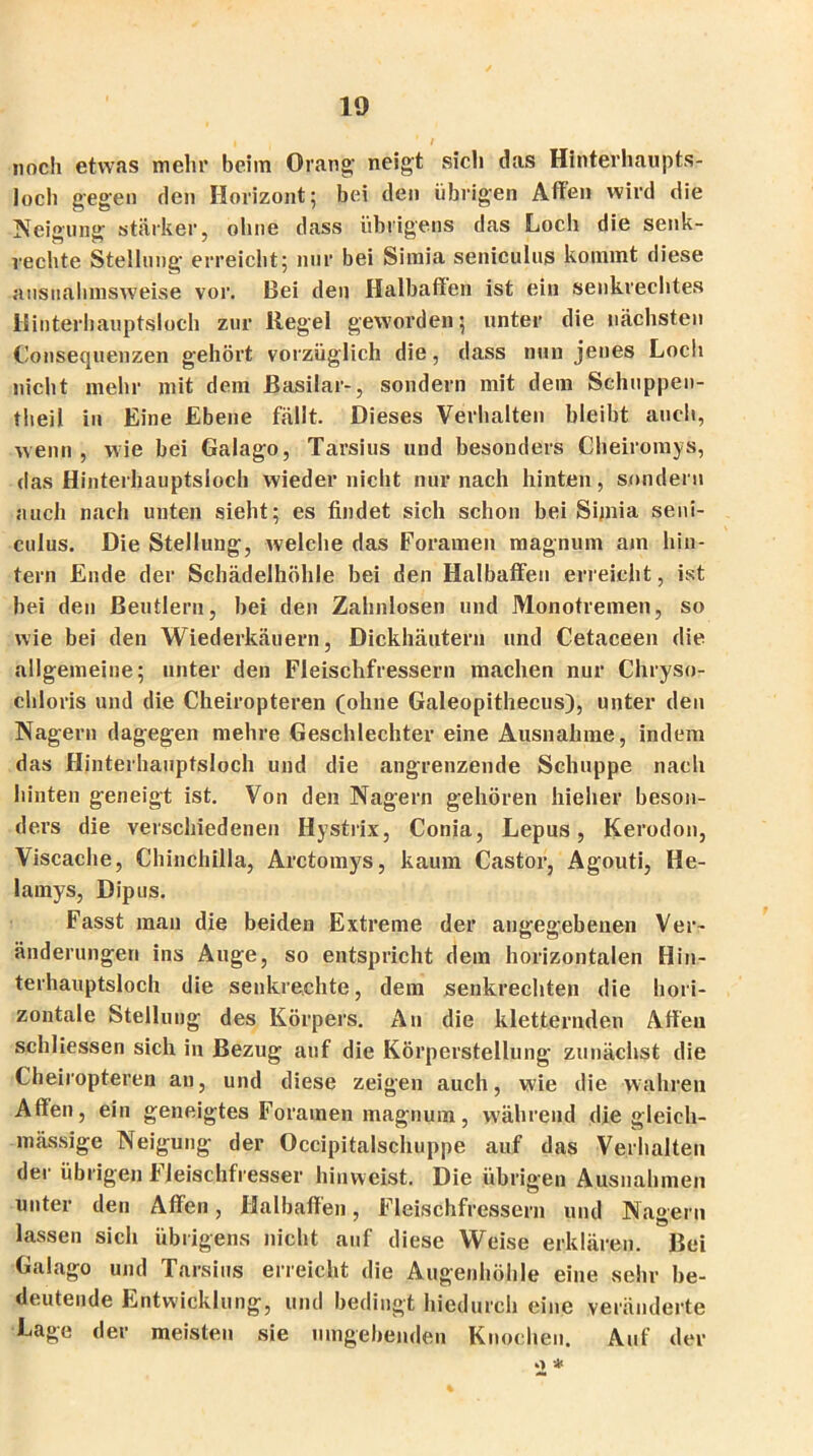 noch etwas mein* beim Orang neigt sich das Hintei’haupts- loch gegen den Horizont; bei den übrigen Affen wird die Neigung stärker, ohne dass übrigens das Loch die senk- rechte Stellung erreicht; nur bei Siraia seniculus kommt diese ausnahmsweise vor. Bei den Halbaffen ist ein senkrechtes Hinterhauptsloch zur Regel geworden; unter die nächsten Consequenzen gehört vorzüglich die, dass nun jenes Loch nicht mehr mit dem Basilar-, sondern mit dem Schuppen- theil in Eine Ebene fällt. Dieses Verhalten bleibt auch, wenn, wie bei Galago, Tarsius und besonders Cheiromys, das Hinterhauptsloch wieder nicht nur nach hinten, sondern auch nach unten sieht; es findet sich schon bei Sijnia seni- culus. Die Stellung, welche das Foramen magnum am hin- tern Ende der Schädelhöhle bei den Halbaffen erreicht, ist hei den Beutlern, bei den Zahnlosen und Monotremen, so wie bei den Wiederkäuern, Dickhäutern und Cetaceen die allgemeine; unter den Fleischfressern machen nur Chryso- chloris und die Cheiropteren (ohne Galeopithecus), unter den Nagern dagegen mehre Geschlechter eine Ausnahme, indem das Hinterhauptsloch und die angrenzende Schuppe nach hinten geneigt ist. Von den Nagern gehören hielier beson- ders die verschiedenen Hystrix, Conia, Lepus, Kerodon, Viscache, Chinchilla, Arctomys, kaum Castor, Agouti, He- lamys, Dipus. Fasst man die beiden Extreme der angegebenen Ver- änderungen ins Auge, so entspricht dem horizontalen Hin- terhauptsloch die senkrechte, dem senkrechten die hori- zontale Stellung des Körpers. An die kletternden Affen schliessen sich in Bezug auf die Körperstellung zunächst die Cheiropteren an, und diese zeigen auch, wie die wahren Affen, ein geneigtes Foramen magnum, während die gleich- mässige Neigung der Occipitalschuppe auf das Verhalten der übrigen Fleischfresser hinweist. Die übrigen Ausnahmen unter den Affen, Halbaffen, Fleischfressern und Nagern lassen sich übrigens nicht auf diese Weise erklären. Bei Galago und Tarsius erreicht die Augenhöhle eine sehr be- deutende Entwicklung, und bedingt hiedurch eine veränderte Lage der meisten sie umgebenden Knochen. Auf der o *
