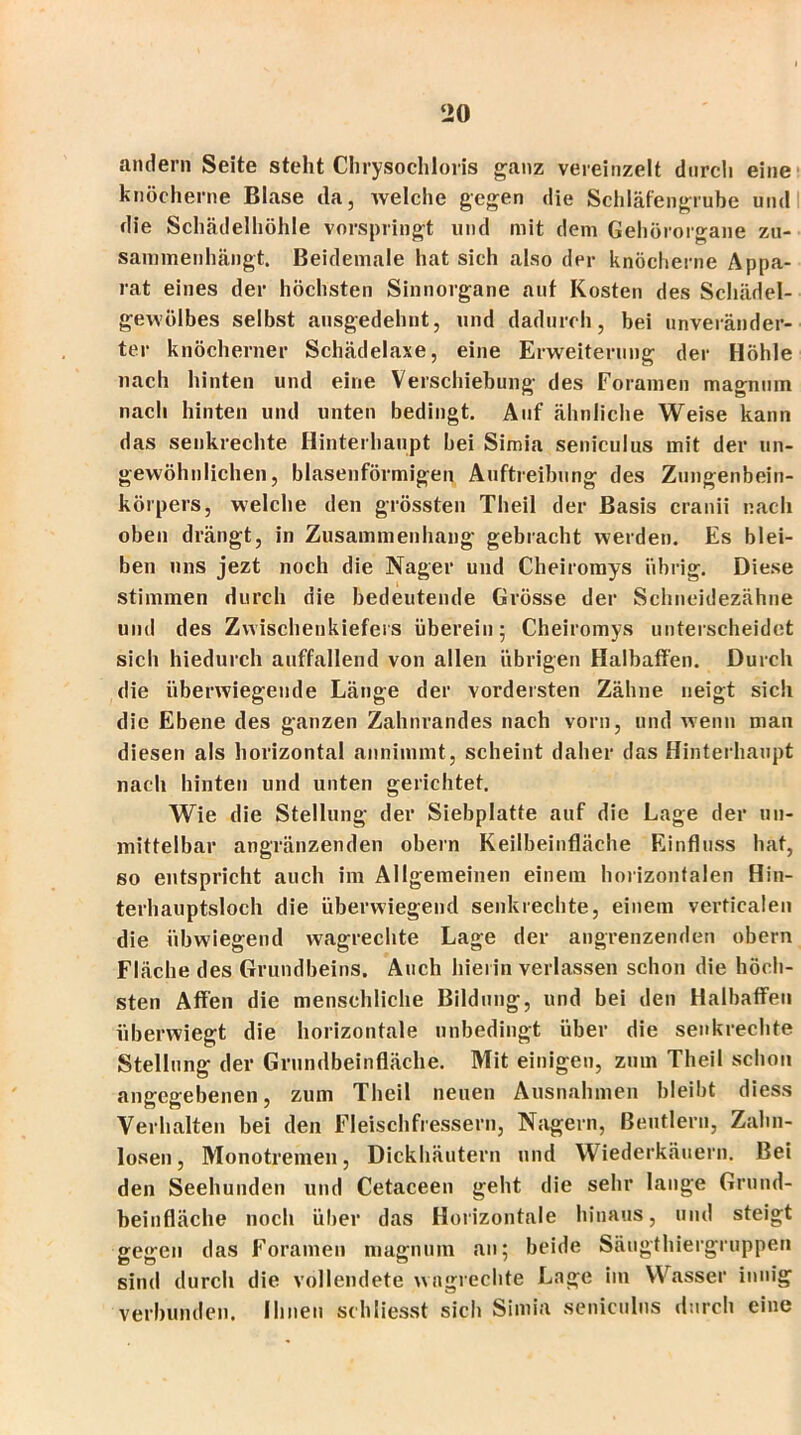 andern Seite steht Chrysochloris ganz vereinzelt durch eine knöcherne Blase da, welche gegen die Schläfengrube und I die Schädelhöhle vorspringt und mit dem Gehörorgane Zu- sammenhänge Beidemale hat sich also der knöcherne Appa- rat eines der höchsten Sinnorgane auf Kosten des Schädel- gewölbes selbst ausgedehnt, und dadurch, bei unveränder- ter knöcherner Schädelaxe, eine Erweiterung der Höhle nach hinten und eine Verschiebung des Foramen magnum nach hinten und unten bedingt. Auf ähnliche Weise kann das senkrechte Hinterhaupt hei Simia seniculus mit der un- gewöhnlichen, blasenförmigen Auftreibung des Zungenbein- körpers, welche den grössten Theil der Basis cranii nach oben drängt, in Zusammenhang gebracht werden. Es blei- ben uns jezt noch die Nager und Cheiromys übrig. Diese stimmen durch die bedeutende Grösse der Schneidezähne und des Zwischenkiefers überein; Cheiromys unterscheidet sich hiedurch auffallend von allen übrigen Halbaffen. Durch die überwiegende Länge der vordersten Zähne neigt sich die Ebene des ganzen Zahnrandes nach vorn, und wenn man diesen als horizontal annimmt, scheint daher das Hinterhaupt nach hinten lind unten gerichtet. Wie die Stellung der Siebplatte auf die Lage der un- mittelbar angränzenden obern Keilbeinfläche Einfluss hat, so entspricht auch im Allgemeinen einem horizontalen Hin- terhauptsloch die überwiegend senkrechte, einem verticalen die übwiegend wagrechte Lage der angrenzenden obern Fläche des Grundbeins. Auch hierin verlassen schon die höch- sten Affen die menschliche Bildung, und bei den Halbaffen überwiegt die horizontale unbedingt über die senkrechte Stellung der Grundbeinfläche. Mit einigen, zum Theil schon angegebenen, zum Theil neuen Ausnahmen bleibt diess Verhalten bei den Fleischfressern, Nagern, Beutlern, Zahn- losen, Monotremen, Dickhäutern und Wiederkäuern. Bei den Seehunden und Cetaceen geht die sehr lange Grund- heinfläche noch über das Horizontale hinaus, und steigt gegen das Foramen magnum an; beide Säugthiergruppen sind durch die vollendete wagrechte Lage im Wasser innig verbunden. Ihnen schliesst sich Simia seniculus durch eine