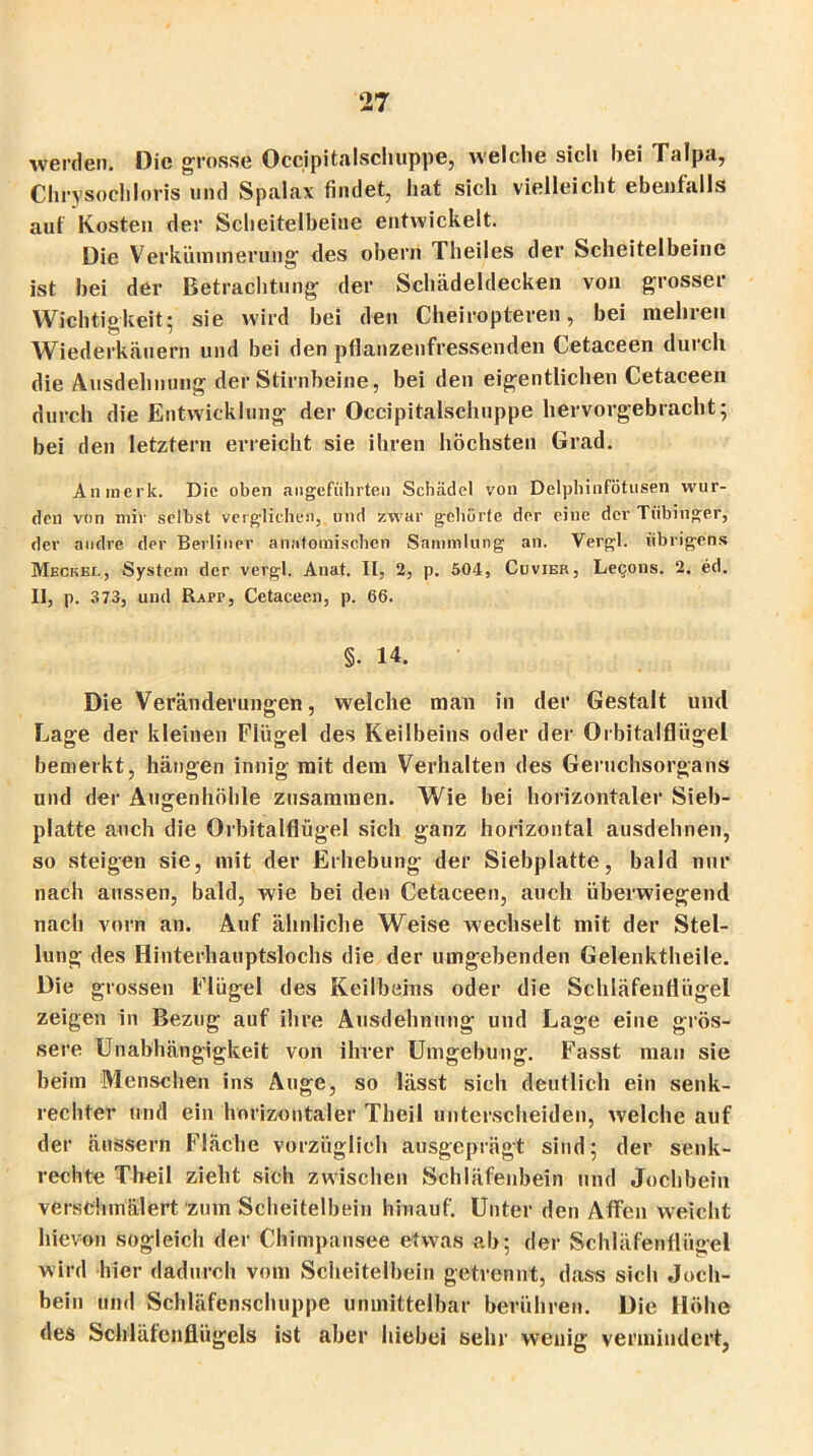 werden. Die grosse Occipitalscliuppe, welche sich hei Talpa, Chrysochloris lind Spalax findet, hat sich vielleicht ebenfalls auf Kosten der Scheitelbeine entwickelt. Die Verkümmerung des oberri Theiles der Scheitelbeine ist bei der Betrachtung der Schädeldecken von grosser Wichtigkeit- sie wird bei den Cheiropteren, bei mehren Wiederkäuern und bei den pflanzenfressenden Cetaceen durch die Ausdehnung der Stirnbeine, bei den eigentlichen Cetaceen durch die Entwicklung der Occipitalscliuppe hervorgebracht; bei den letztem erreicht sie ihren höchsten Grad. An merk. Die oben angeführten Schädel von Delphinfötusen wur- den von mir selbst verglichen, und zwar gehörte der eine der Tübinger, der andre der Berliner anatomischen Sammlung an. Vergl. übrigens Mecker, System der vergl. Anat. II, 2, p. 504, Cuvier, Legons. 2. ed. II, p. 373, und Rapp, Cetaceen, p. 66. §. 14. Die Veränderungen, welche man in der Gestalt und Lage der kleinen Flügel des Keilbeins oder der Orbitalflügel bemerkt, hängen innig mit dem Verhalten des Geruchsorgans und der Augenhöhle zusammen. Wie bei horizontaler Sieb- platte auch die Orbitalflügel sich ganz horizontal ausdehnen, so steigen sie, mit der Erhebung der Siebplatte, bald nur nach aussen, bald, wie bei den Cetaceen, auch überwiegend nach vorn an. Auf ähnliche Weise wechselt mit der Stel- lung des Hinterhauptslochs die der umgebenden Gelenktheile. Die grossen Flügel des Keilbeins oder die Schläfenflügel zeigen in Bezug auf ihre Ausdehnung und Lage eine grös- sere Unabhängigkeit von ihrer Umgebung. Fasst mau sie beim Menschen ins Auge, so lässt sich deutlich ein senk- rechter und ein horizontaler Theil unterscheiden, welche auf der äussern Fläche vorzüglich ausgeprägt sind; der senk- rechte Theil zieht sich zwischen Schläfenbein und Jochbein verschmälert zum Scheitelbein hinauf. Unter den Affen weicht hievon sogleich der Chimpansee etwas ab; der Schläfenflügel wird hier dadurch vom Scheitelbein getrennt, dass sich Joch- bein und Schläfenschuppe unmittelbar berühren. Die Höhe des Schläfenflügels ist aber hiebei sehr wenig vermindert,