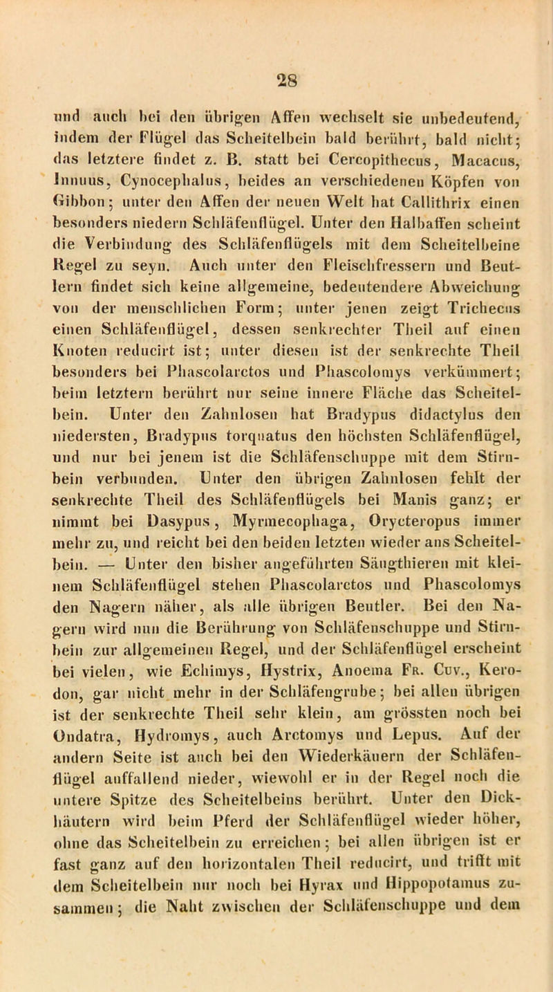 und auch hei den übrigen Affen wechselt sie unbedeutend, indem der Flügel das Scheitelbein bald berührt, bald nicht; das letztere findet z. B. statt bei Cercopithecus, Macacus, Innuus, Cynocephalus, beides an verschiedenen Köpfen von Gibbon; unter den Affen der neuen Welt hat Callithrix einen besonders niedern Schläfenflügel. Unter den Halbaffen scheint die Verbindung des Schläfenflügels mit dem Scheitelbeine Regel zu seyn. Aucb unter den Fleischfressern und Beut- lern findet sich keine allgemeine, bedeutendere Abweichung von der menschlichen Form; unter jenen zeigt Trichecus einen Schläfenflügel, dessen senkrechter Theil auf einen Knoten reducirt ist; unter diesen ist der senkrechte Theil besonders bei Phascolarctos und Phascoloniys verkümmert; beim letztem berührt nur seine innere Fläche das Scheitel- bein. Unter den Zahnlosen hat Bradypus didactylus den niedersten, Bradypus torquatus den höchsten Schläfenflügel, und nur bei jenem ist die Schläfenschuppe mit dem Stirn- bein verbunden. Unter den übrigen Zahnlosen fehlt der senkrechte Theil des Schläfenflügels bei Manis ganz; er nimmt bei Dasypus, Myrmecophaga, Orycteropus immer mehr zu, und reicht bei den beiden letzten wieder ans Scheitel- bein. — Unter den bisher angeführten Sängthieren mit klei- nem Schläfenflügel stehen Phascolarctos und Phascoloniys den Nagern näher, als alle übrigen Beutler. Bei den Na- gern wird nun die Berührung von Schläfenschuppe und Stirn- bein zur allgemeinen Regel, und der Schläfenflügel erscheint bei vielen, wie Echimys, Hystrix, Anoema Fr. Cuv., Kero- don, gar nicht mehr in der Schläfengrube; bei allen übrigen ist der senkrechte Theil sehr klein, am grössten noch bei Ondatra, Hydromys, auch Arctomys und Lepus. Auf der andern Seite ist auch bei den Wiederkäuern der Schläfen- fiügel auffallend nieder, wiewohl er in der Regel noch die untere Spitze des Scheitelbeins berührt. Unter den Dick- häutern wird beim Pferd der Schläfenflügel wieder höher, ohne das Scheitelbein zu erreichen; bei allen übrigen ist er fast ganz auf den horizontalen Theil reducirt, und trifft mit dem Scheitelbein nur noch bei Hyrax und Hippopotamus zu- sammen ; die Naht zwischen der Schläfenschuppe und dein