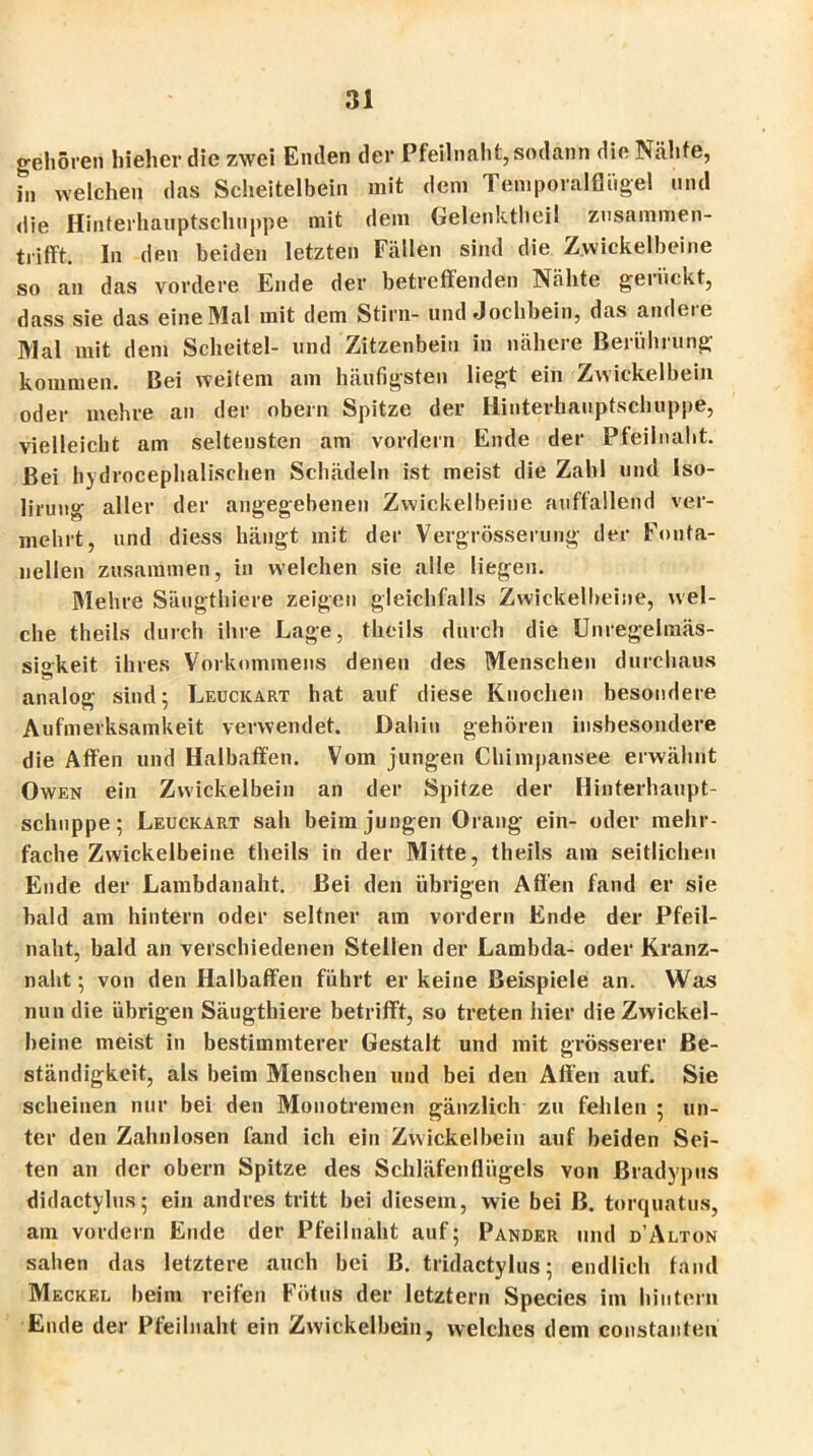 gehören hieherdie zwei Enden der Pfeilnaht, sodann die Nähte, in welchen das Scheitelbein mit dem Temporalflügel und die Hinferhauptschnppe mit dem Gelenktheil zusammen- trifft. In den beiden letzten Fcällen sind die Zwickelbeine so an das vordere Ende der betreffenden Nähte gerückt, dass sie das eine Mal mit dem Stirn- und Jochbein, das andere Mal mit dem Scheitel- und Zitzenbein in nähere Berührung kommen. Bei weitem am häufigsten liegt ein Zwickelbein oder mehre an der obern Spitze der Hinterhauptschuppe, vielleicht am seltensten am vordem Ende der Pfeilnaht. Bei hydrocephalischen Schädeln ist meist die Zahl und Iso- lirung aller der angegebenen Zwickelbeine auffallend ver- mehrt, und diess hängt mit der Vergrösserung der Fonta- nellen zusammen, in welchen sie alle liegen. Mehre Säugthiere zeigen gleichfalls Zwickelbeine, wel- che theils durch ihre Lage, theils durch die Unregelmäs- sigkeit ihres Vorkommens denen des Menschen durchaus analog sind; Leuckart hat auf diese Knochen besondere Aufmerksamkeit verwendet. Dahin gehören insbesondere die Affen und Halbaffen. Vom jungen Chimpansee erwähnt Owen ein Zwickelbein an der Spitze der Hinterhaupt- schuppe; Leuckart sah beim jungen Orang ein- oder mehr- fache Zwickelbeine theils in der Mitte, theils am seitlichen Ende der Lambdanaht. Bei den übrigen Affen fand er sie bald am hintern oder seltner am vordem Ende der Pfeil- naht, bald an verschiedenen Stellen der Lambda- oder Kranz- naht; von den Halbaffen führt er keine Beispiele an. Was nun die übrigen Säugthiere betrifft, so treten hier die Zwickel- beine meist in bestimmterer Gestalt und mit grösserer Be- ständigkeit, als beim Menschen und bei den Affen auf. Sie scheinen nur bei den Monotremen gänzlich zu fehlen ; un- ter den Zahnlosen fand ich ein Zwickelbein auf beiden Sei- ten an der obern Spitze des Schläfenflügels von ßradypus didactylus; ein andres tritt bei diesem, wie bei B. torquatus, am vordem Ende der Pfeilnaht auf; Pander und d’Alton sahen das letztere auch bei B. tridactylus; endlich fand Meckel beim reifen Fötus der letztem Species im hintern Ende der Pfeilnaht ein Zwickelbein, welches dem eonstanten