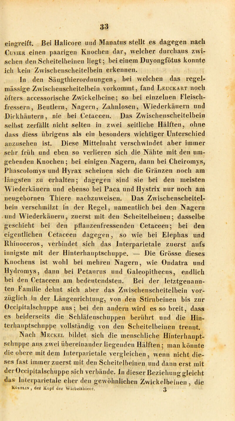eingreift. Bei Halicore und Manatus stellt es dagegen nach Cu vier einen paarigen Knochen dar, welcher durchaus zwi- schen den Scheitelbeinen liegt; bei einem Duyongfötus konnte ich kein Zwischenscheitelbein erkennen. In den Säugthierordnungen, bei welchen das regel- mässige Zwischenscheitelbein vorkommt, fand Leuckart noch öfters accessorische Zwickelbeine; so bei einzelnen Fleisch- fressern, Beutlern, Nagern, Zahnlosen, Wiederkäuern und Dickhäutern, nie bei Cetaceen. Das Zwischenscheitelbein selbst zerfällt nicht selten in zwei seitliche Hälften, ohne dass diess übrigens als ein besonders wichtiger Unterschied anzusehen ist. Diese Mittelnaht verschwindet aber immer sehr früh und eben so verlieren sich die Nähte mit den um- gebenden Knochen; bei einigen Nagern, dann bei Cheiromys, Phascolomys und Hyrax scheinen sich die Gränzen noch am längsten zu erhalten; dagegen sind sie bei den meisten Wiederkäuern und ebenso bei Paca und Hystrix nur noch am neugebornen Thiere nachzuweisen. Das Zwischenscheitel- bein verschmilzt in der Regel, namentlich bei den Nagern und Wiederkäuern, zuerst mit den Scheitelbeinen; dasselbe geschieht bei den pflanzenfressenden Cetaceen; bei den eigentlichen Cetaceen dagegen, so wie bei Elephas und Rhinoceros, verbindet sich das Interparietale zuerst aufs innigste mit der Hinterhauptschuppe. — Die Grösse dieses Knochens ist wohl bei mehren Nagern, wie Ondatra und Hydromys, dann bei Petaurus und Galeopithecus, endlich bei den Cetaceen am bedeutendsten. Bei der letztgenann- ten Familie dehnt sich aber das Zwischenscheitelbein vor- züglich in der Längenrichtung, von den Stirnbeinen bis zur Occipitalschuppe aus; bei den andern wird es so breit, dass es beiderseits die Schläfenschuppen berührt und die Hin- terhauptschuppe vollständig von den Scheitelbeinen trennt. Nach Meckel bildet sich die menschliche Hinterhaupt- schuppe aus zwei übereinander liegenden Hälften; man könnte die obere mit dem lnterparietale vergleichen , wenn nicht die- ses fast immer zuerst mit den Scheitelbeinen und dann erst mit der Occipitalschuppe sich verbände. In dieser Beziehung gleicht das lnterparietale eher den gewöhnlichen Zwickelbeinen , die Köstun , der Kopf der VVirüeltliicre.