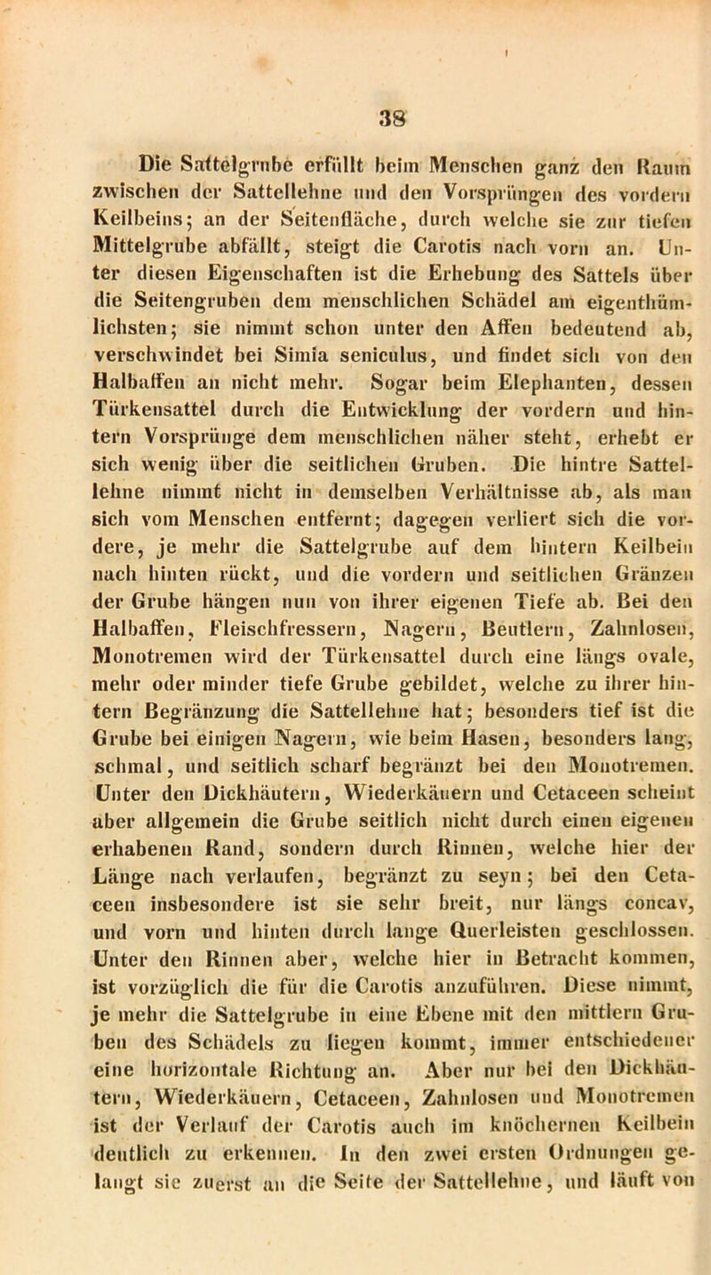 I 38 Die Sattelgrubc erfüllt beim Menschen ganz den Raum zwischen der Sattellehne und den Vorsprüngen des vordem Keilbeins; an der Seitenfläche, durch welche sie zur tiefen Mittelgrube abfällt, steigt die Carotis nach vorn an. Un- ter diesen Eigenschaften ist die Erhebung des Sattels über die Seitengruben dem menschlichen Schädel am eigentüm- lichsten; sie nimmt schon unter den Affen bedeutend ah, verschwindet bei Simia seniculus, und findet sich von den Halbaffen an nicht mehr. Sogar beim Elephanten, dessen Türkensattel durch die Entwicklung der vordem und hin- tern Vorsprünge dem menschlichen näher steht, erhebt er sich wenig über die seitlichen Gruben. Die hintre Sattel- lehne nimmt nicht in demselben Verhältnisse ab, als man sich vom Menschen entfernt; dagegen verliert sich die vor- dere, je mehr die Sattelgrube auf dem hintern Keilbein nach hinten rückt, und die vordem und seitlichen Gränzen der Grube hängen nun von ihrer eigenen Tiefe ab. Bei den Halbaffen, Fleischfressern, Nagern, Beutlern, Zahnlosen, Monotremen wird der Türkensattel durch eine längs ovale, mehr oder minder tiefe Grube gebildet, welche zu ihrer hin- tern Begränzung die Sattellehne hat; besonders tief ist die Grube bei einigen Nagern, wie beim Hasen, besonders lang, schmal, und seitlich scharf begränzt bei den Monotremen. Unter den Dickhäutern, Wiederkäuern und Cetaceen scheint aber allgemein die Grube seitlich nicht durch einen eigenen erhabenen Rand, sondern durch Rinnen, welche hier der Länge nach verlaufen, begränzt zu seyn; bei den Ceta- ceen insbesondere ist sie sehr breit, nur längs concav, und vorn und hinten durch lange Querleisten geschlossen. Unter den Rinnen aber, welche hier in Betracht kommen, ist vorzüglich die für die Carotis anzuführen. Diese nimmt, je mehr die Sattelgrube in eine Ebene mit den mittlern Gru- ben des Schädels zu liegen kommt, immer entschiedener eine horizontale Richtung an. Aber nur bei den Dickhäu- tern, Wiederkäuern, Cetaceen, Zahnlosen und Monotremen ist der Verlauf der Carotis auch im knöchernen Keilbein deutlich zu erkennen, ln den zwei ersten Ordnungen ge- langt sie zuerst an die Seite der Sattellehne, und läuft von