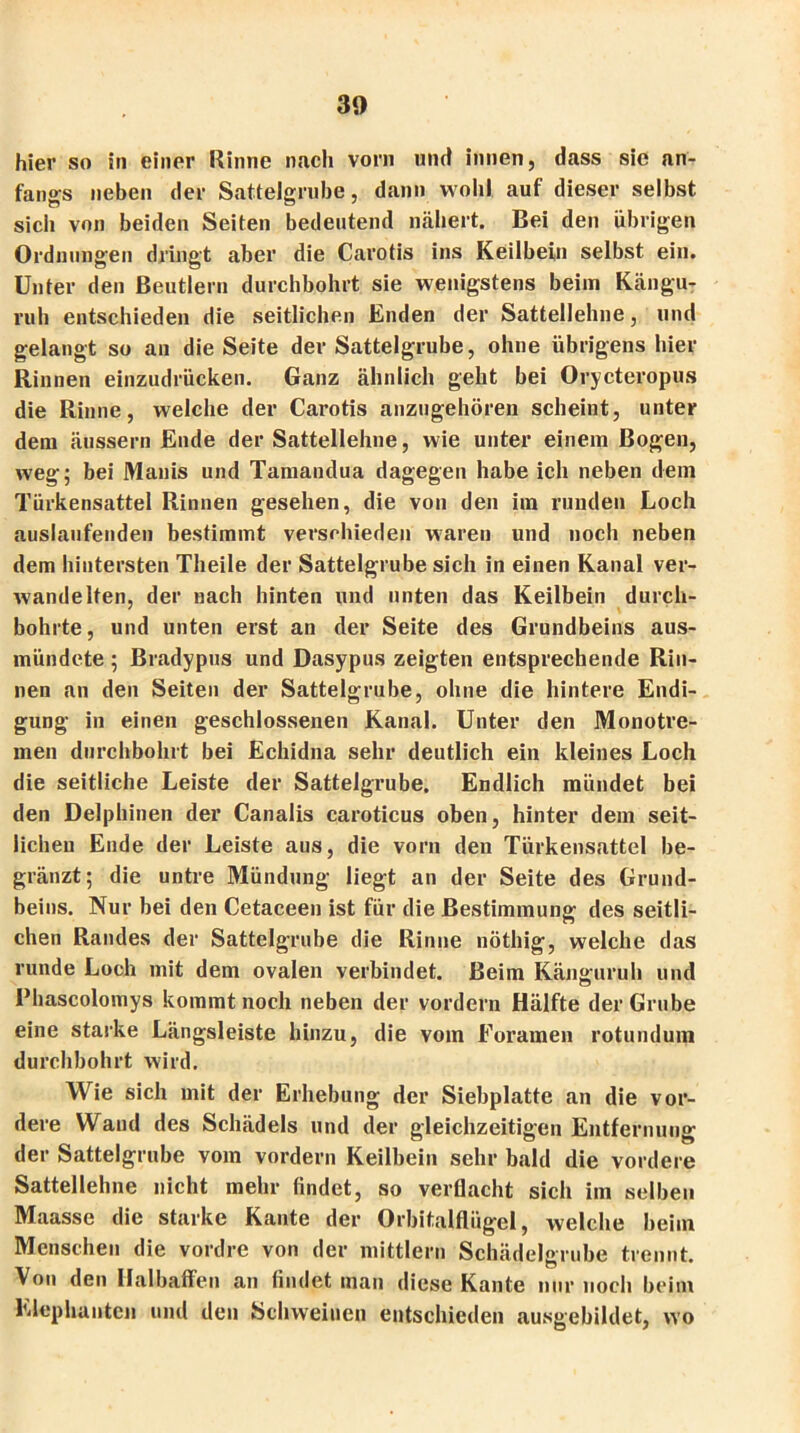 hier so in einer Rinne nach vorn und innen, dass sie an- fangs neben der Sattelgrube, dann wohl auf dieser selbst sich von beiden Seiten bedeutend nähert. Bei den übrigen Ordnungen dringt aber die Carotis ins Keilbein selbst ein. Unter den Beutlern durchbohrt sie wenigstens beim Kängu- ruh entschieden die seitlichen Enden der Sattellehne, und gelangt so an die Seite der Sattelgrube, ohne übrigens hier Rinnen einzudrücken. Ganz ähnlich geht bei Orycteropus die Rinne, welche der Carotis anzugehören scheint, unter dein äussern Ende der Sattellehne, wie unter einem Bogen, weg; bei Manis und Tamandua dagegen habe ich neben dem Türkensattel Rinnen gesehen, die von den ira runden Loch auslaufenden bestimmt verschieden waren und noch neben dem hintersten Theile der Sattelgrube sich in einen Kanal ver- wandelten, der nach hinten und unten das Keilbein durch- bohrte , und unten erst an der Seite des Grundbeins aus- mündete; Bradypns und Dasypus zeigten entsprechende Rin- nen an den Seiten der Sattelgrube, ohne die hintere Endi- gung in einen geschlossenen Kanal. Unter den Monotre- inen durchbohrt bei Echidna sehr deutlich ein kleines Loch die seitliche Leiste der Sattelgrube. Endlich mündet bei den Delphinen der Canalis caroticus oben, hinter dem seit- lichen Ende der Leiste aus, die vorn den Türkensattel be- gränzt; die untre Mündung liegt an der Seite des Grund- beins. Nur bei den Cetaceen ist für die Bestimmung des seitli- chen Randes der Sattelgrube die Rinne nöthig, welche das runde Loch mit dem ovalen verbindet. Beim Känguruh und Phascolomys kommt noch neben der vordem Hälfte der Grube eine starke Längsleiste hinzu, die vom Foramen rotundum durchbohrt wird. Wie sich mit der Erhebung der Siebplatte an die vor- dere Wand des Schädels und der gleichzeitigen Entfernung der Sattelgrube vom vordem Keilbein sehr bald die vordere Sattellehne nicht mehr findet, so verflacht sich im selben Maasse die starke Kante der Orbitalflügel, welche beim Menschen die vordre von der mittlern Schädelgrube trennt. Von den Halbaffen an findet man diese Kante nur noch beim Elephantcn und den Schweinen entschieden ausgebildet, wo