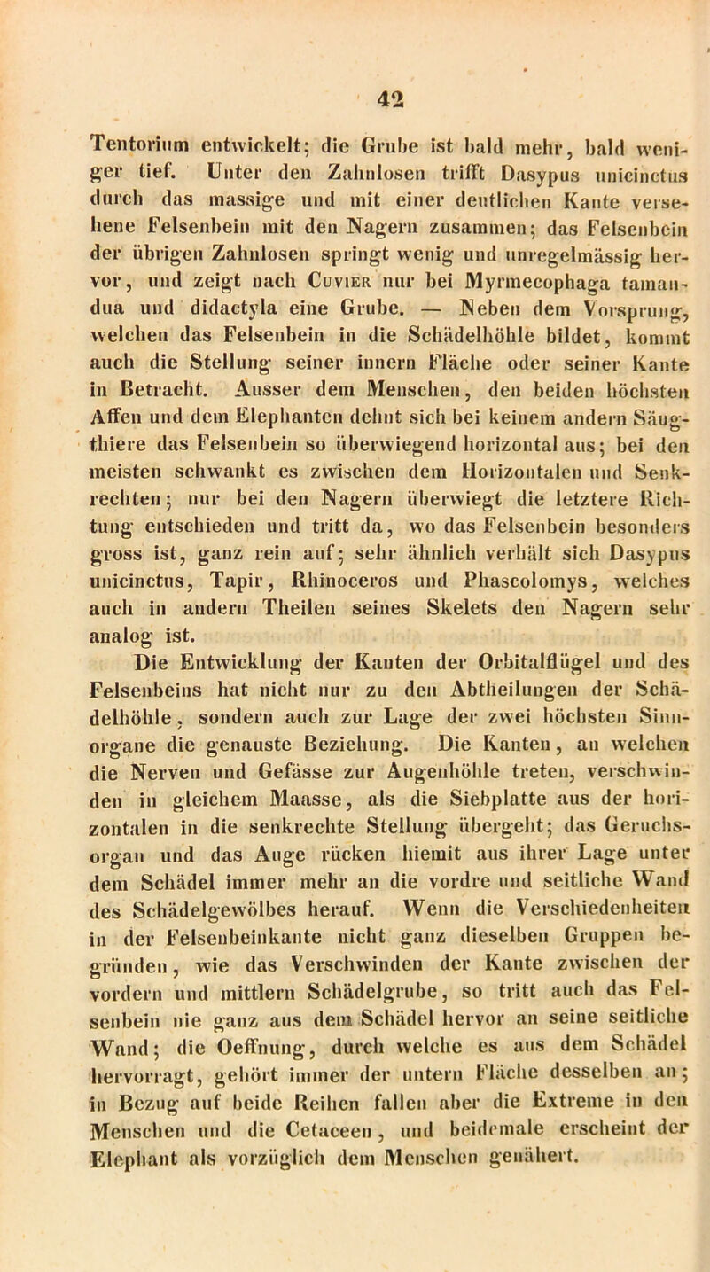 Tentorium entwickelt; die Grube ist bald mehr, bald weni- ger tief. Unter den Zahnlosen trifft Dasypus unicinctus durch das massige und mit einer deutlichen Kante verse- hene Felsenbein mit den Nagern zusammen; das Felsenbein der übrigen Zahnlosen springt wenig und unregelmässig her- vor, und zeigt nach Cuvier nur bei Myrmecophaga taman- dua und didactyla eine Grube. — Neben dem Vorsprung, welchen das Felsenbein in die Schädelhöhle bildet, kommt auch die Stellung seiner innern Fläche oder seiner Kante in Betracht. Ausser dem Menschen, den beiden höchsten Affen und dem Elephanten dehnt sich bei keinem andern Säug- tliiere das Felsenbein so überwiegend horizontal aus; bei den meisten schwankt es zwischen dem Horizontalen und Senk- rechten ; nur bei den Nagern überwiegt die letztere Rich- tung entschieden und tritt da, wo das Felsenbein besonders gross ist, ganz rein auf; sehr ähnlich verhält sich Dasypus unicinctus, Tapir, Rhinoceros und Phascolomys, welches auch in andern Theilen seines Skelets den Nagern sehr analog ist. Die Entwicklung der Kanten der Orbitalflügel und des Felsenbeins hat nicht nur zu den Abtheilungen der Schä- delhöhle , sondern auch zur Lage der zwei höchsten Sinn- organe die genauste Beziehung. Die Kanten, an welchen die Nerven und Gefässe zur Augenhöhle treten, verschwin- den in gleichem Maasse, als die Siebplatte aus der hori- zontalen in die senkrechte Stellung übergeht; das Geruchs- organ und das Auge rücken liiemit aus ihrer Lage unter dem Schädel immer mehr an die vordre und seitliche Wand des Schädelgewölbes herauf. Wenn die Verschiedenheiten in der Felsenbeinkante nicht ganz dieselben Gruppen be- gründen, wie das Verschwinden der Kante zwischen der vordem und mittlern Schädelgrube, so tritt auch das Fel- senbein nie ganz aus dein Schädel hervor an seine seitliche Wand; die Oeffnung, durch welche es aus dem Schädel hervorragt, gehört immer der untern Fläche desselben an; in Bezug auf beide Reihen fallen aber die Extreme in den Menschen und die Cetaceen, und beidemale erscheint der Elephant als vorzüglich dem Menschen genähert.