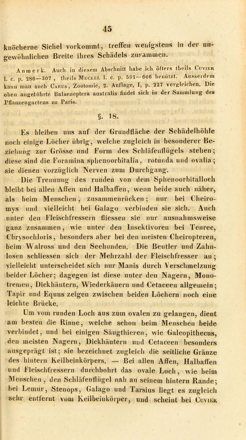 knöcherne Sichel vorkommt, treffen wenigstens in der un- gewöhnlichen Breite ihres Schädels zusammen. An merk. Auch in diesem Abschnitt habe ich öfters theils Cuviek I. c. p. 286—307 , theils Meckei. 1. c. p. 591—606 benützt. Ausserdem kann man auch Carus, Zootomie, 2. Auflage, I, p. 227 vergleichen. Die oben angeführte Balaenoptera australis findet sich in der Sammlung des Pflanzengartens zu Paris. §. 18. Es bleiben uns auf der Grundfläche der Schädelhöhle noch einige Löcher übrig, welche zugleich in besonderer Be- ziehung zur Grösse und Form des Schläfenflügels stehen; diese sind die Foramina sphenoorbitalia, rotunda und ovalia; sie dienen vorzüglich Nerven zum Durchgang. Die Trennung des runden von dem Sphenoorbitalloch bleibt bei allen Affen und Halbaffen, wenn beide auch näher, als beim Menschen, zusammenrücken; nur bei Cheiro- mys und vielleicht bei Galago verbinden sie sich. Auch unter den Fleischfressern fliessen sie nur ausnahmsweise ganz zusammen, wie unter den Insektivoren bei Tenrec, Chrysochloris, besonders aber bei den meisten Cheiropteren, beim Walross und den Seehunden. Die Beutler und Zahn- losen schliessen sich der Mehrzahl der Fleischfresser an; yielleicht unterscheidet sich nur Manis durch Verschmelzung beider Löcher; dagegen ist diese unter den Nagern, Mono- tremen, Dickhäutern, Wiederkäuern und Cetaceen allgemein; Tapir und Equus zeigen zwischen beiden Löchern noch eine leichte Brücke. Um vom runden Loch aus zum ovalen zu gelangen, dient am besten die Rinne, welche schon beim Menschen beide verbindet, und bei einigen Säugthieren, wie Galeopithecus, den meisten Nagern, Dickhäutern und Cetaceen besonders ausgeprägt ist; sie bezeichnet zugleich die seitliche Glänze des hintern Keilbeinkörpers. — Bei allen Affen, Halbaffen und Fleischfressern durchbohrt das ovale Loch, wie beim Menschen , den Schläfenflügel nah an seinem hintern Rande; bei Lemur, Stenops, Galago und Tarsius liegt es zugleich sehr entfernt vom Keilbeinkörper, und scheint bei Cuvikk