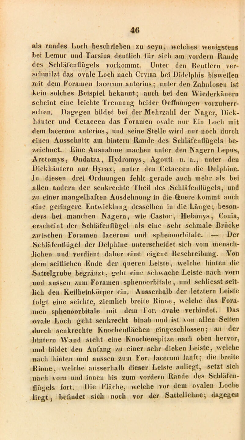 als rundes Loch beschrieben zu seyn, welches wenigstens bei Lemur und Tarsius deutlich für sich am vordem Rande des Schläfenflügels vorkommt. Unter den Beutlern ver- schmilzt das ovale Loch nach Cuvier bei Didelphis bisweilen mit dem Foramen lacerum anterius; unter den Zahnlosen ist kein solches Beispiel bekannt; auch bei den Wiederkäuern scheint eine leichte Trennung beider Oeffnungen vorzuherr- schen. Dagegen bildet bei der Mehrzahl der Nager, Dick- häuter und Cetaceen das Foramen ovale nur Ein Loch mit dem lacerum anterius, und seine Stelle wird nur noch durch einen Ausschnitt am hintern Rande des Schläfenflüofels be- zeichnet. Eine Ausnahme machen unter den Nagern Lepus, Arctomys, Ondatra, Hydromys, Agouti u. a., unter den Dickhäutern nur Hyrax, unter den Cetaceen die Delphine. ]ii diesen drei Ordnungen fehlt gerade auch mehr als bei allen andern der senkrechte Theil des Schläfenflügels, und zu einer mangelhaften Ausdehnung in die Quere kommt auch eine geringere Entwicklung desselben in die Länge; beson- ders bei manchen Nagern, wie Castor, Helamys, Couia, erscheint der Schläfenflügel als eine sehr schmale Brücke zwischen Foramen lacerum und spheuoorbitale. — Der Schläfenflügel der Delphine unterscheidet sich vom mensch- lichen und verdient daher eine eigene Beschreibung. Von dem seitlichen Ende der queren Leiste, welche hinten die Sattelgrube begränzt, geht eine schwache Leiste nach vorn und aussen zum Foramen spheuoorbitale, und schliesst seit- lich den Keilbeinkörper ein. Ausserhalb der letztem Leiste folgt eine seichte, ziemlich breite Rinne, welche das Fora- iiien spheuoorbitale mit dem For. ovale verbindet. Das ovale Loch geht senkrecht hinab und ist von allen Seiten durch senkrechte Knochenflächen eingeschlossen; an der hintern Wand steht eine Knochenspitze nach oben hervor, und bildet den Anfang zu einer sehr dicken Leiste, welche nach hinten und aussen zum For. lacerum lauft; die breite Rinne, welche ausserhalb dieser Leiste anliegt, setzt sich nach vom und innen bis zum vordem Rande des Schläfen- flügels fort. Die Fläche, welche vor dem ovalen Loche liegt, befindet sich noch vor der Sattellehne; dagegen