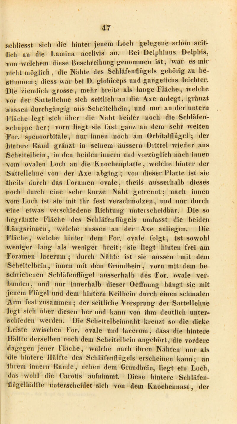 schliesst sich die hinter jenem Loch gelegene schon seit- lich an die Lamina acclivis an. Bei Delphinns Delphis, von welchem diese Beschreibung genommen ist, war es mir nicht möglich , die Nähte des Schläfen fl iigels gehörig zu be- stimmen ; diess war bei D. globiceps und gangetiens leichter. Die ziemlich grosse, mehr breite als lange Fläche, welche vor der Sattellehne sich seitlich an die Axe anlegt, gränzt aussen durchgängig ans Scheitelbein, und nur an der untern Fläche legt sich über die Naht beider noch die Schläfen- schuppe her; vorn liegt sie fast ganz an dem sehr weiten For. speuoorbitale, nur innen noch am Orbitalflügel ; der hintere Rand gränzt in seinem äussern Drittel wieder ans Scheitelbein, in den beiden inuern und vorzüglich nach innen vom ovalen Loch an die Knochenplatte, welche hinter der Sattellehne von der Axe abging; von dieser Platte ist sie theils durch das Foramen ovale, theils ausserhalb dieses noch durch eine sehr kurze Naht getrennt; nach innen vom Loch ist sie mit ihr fest verschmolzen, und nur durch eine etwas verschiedene Richtung unterscheidbar. Die so hegränzte Fläche des Schläfenflügels umfasst die beiden Längsrinnen, welche aussen an der Axe auliegen. Die Fläche, welche hinter dem For. ovale folgt, ist sowohl weniger lang als weniger breit; sie liegt hinten frei am Foramen lacerum ; durch Nähte ist sie aussen mit dem Scheitelbein, innen mit dem Grundbein, vorn mit dem be- schriebenen Schläfenflügel ausserhalb des For. ovale ver- bunden, und nur innerhalb dieser Oeffnung hängt sie mit jenem Flügel und dem hintern Keilbein durch einen schmalen Arm fest zusammen; der seitliche Vorsprung der Sattellehne legt sich über diesen her und kann von ihm deutlich unter- schieden werden. Die Scheitelbein naht kreuzt so die dicke Leiste zwischen For. ovale und lacerum, dass die hintere Hälfte derselben noch dem Scheitelbein angehört, die vordere dagegen jener Fläche, welche nach ihren Nähten nur als die hintere Hälfte des Schläfenflügels erscheinen kann; an ihrem innern Rande, neben dem Grundbein, liegt ein Loch, das wohl die Carotis aufnimmt. Diese hintere Schläfen- fliigelhälfte unterscheidet sich von dem Knocheunast, der