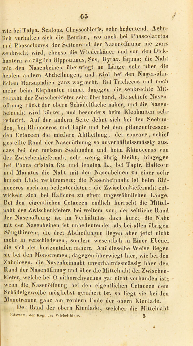 4 wie bei Talpa, Scalops, Chrysochloris, sehr bedeutend. Aehn- lich verhalten sich die Beutler, wo auch bei Phascolarctos und Phascolomys der Seitenrand der Nasenöffnung' nie ganz senkrecht wird, ebenso die Wiederkäuer und von den Dick- häutern vorzüglich Hippotamus, Sus, fiyrax, Equus; die Naht mit den Nasenbeinen überwiegt an Länge sehr Uber die beiden andern Abtheilungen, und wird bei den Nager-ähn- lichen Marsupialien ganz wagrecht. Bei Trichecus und noch mehr beim Elephanten nimmt dagegen die senkrechte Mit- telnaht der Zwischenkiefer sehr überhand, die schiefe Nasen- öffnung rückt der obern Schädelfläche näher, und die Nasen- beinnaht wird kürzer, und besonders beim Elephanten sehr reducirt. Auf der andern Seite dehnt sich bei den Seehun- den, bei Rhinoceros und Tapir und bei den pflanzenfressen- den Cetaceen die mittlere Abtheilung, der concave, schief gestellte Rand der Nasenüffnnng so unverhältnissmässig aus, dass bei den meisten Seehunden und beim Rhinoceros von der Zwischenkiefernaht sehr wenig übrig bleibt, hingegen bei Phoca cristata Gm. und leonina L., bei Tapir, Halicove und Manatus die Naht mit den Nasenbeinen zu einer sehr kurzen Linie verkümmert; die Nasenbeinnaht ist beim Rhi- noceros noch am bedeutendsten ; die Zwisclienkiefernaht ent- wickelt sich bei Halicore zu einer ungewöhnlichen Länge. Bei den eigentlichen Cetaceen endlich herrscht die Mittel- naht des Zwischenkiefers bei weitem vor; der seitliche Rand der Nasenöffuung ist im Verhältniss dazu kurz; die Naht mit den Nasenbeinen ist unbedeutender als bei allen übrigen Säugthieren; die drei Abtheilungen liegen aber jetzt nicht mehr in verschiedenen, sondern wesentlich in Einer Ebene, die sich der horizontalen nähert. Auf dieselbe Weise liegen sie bei den Monotremen; dagegen überwiegt hier, wie bei den Zahnlosen, die Nasenbeinnaht unverhältnissmässig über den Rand der Nasenöffnung und über die Mittelnaht der Zwischen- kiefer, welche bei Ornithorrchynchus gar nicht vorhanden ist; wenn die Nasenöffnung bei den eigentlichen Cetaceen dem Schädelgewölbe möglichst genähert ist, so liegt sie bei den Qlonotremen ganz am vordem Ende der obern Kinnlade. Der Rand der obern Kinnlade, welcher die Mittelnaht KÖstliw , der Kopf der Wirbelt liiere. f) . ’ 4