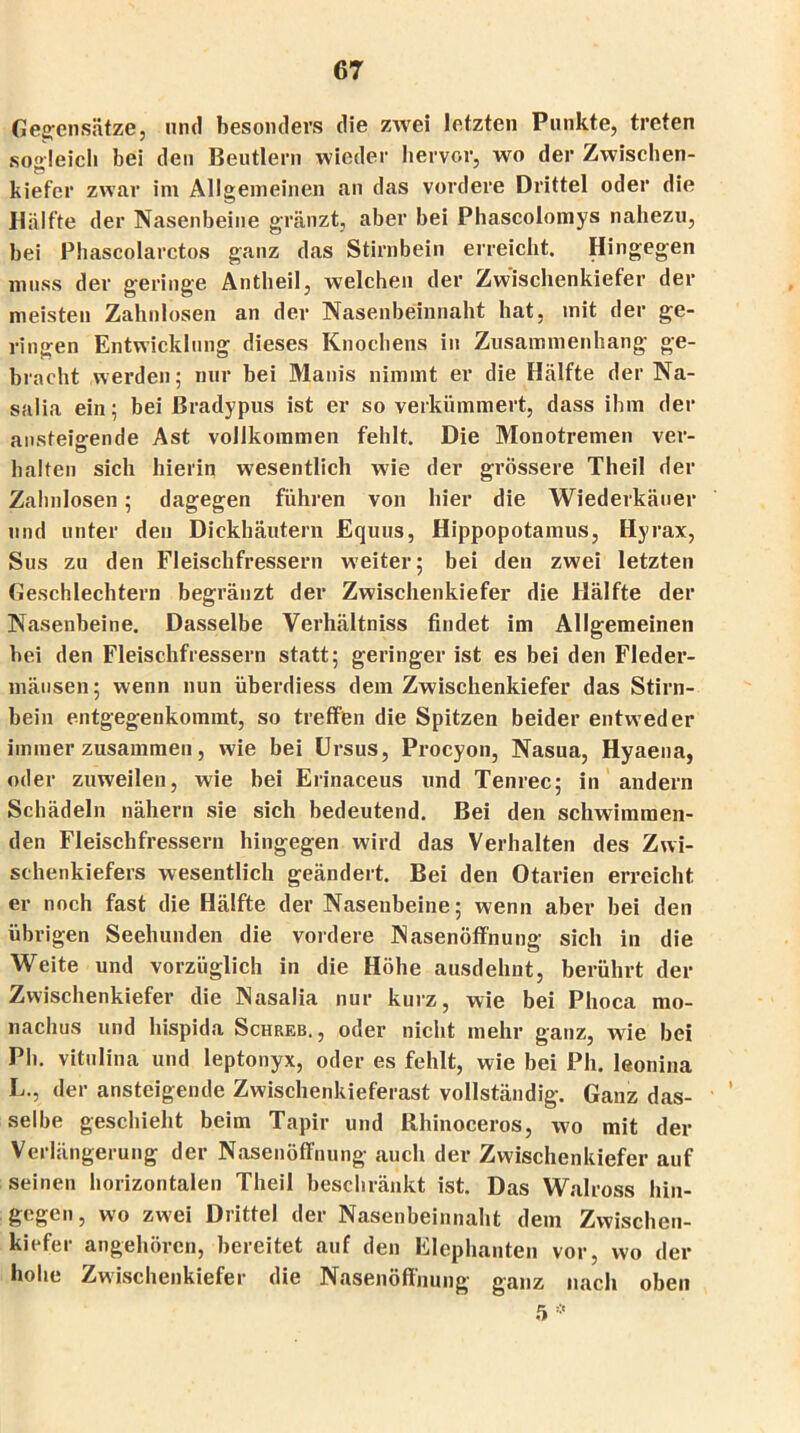 Gegensätze, und besonders die zwei letzten Punkte, treten sogleich bei den Beutlern wieder hervor, wo der Zwischen- kiefer zwar im Allgemeinen an das vordere Drittel oder die Hälfte der Nasenbeine gränzt, aber bei Phascolomys nahezu, bei Phascolarctos ganz das Stirnbein erreicht. Hingegen muss der geringe Antheil, welchen der Zwischenkiefer der meisten Zahnlosen an der Nasenbeinnaht hat, mit der ge- ringen Entwicklung dieses Knochens in Zusammenhang ge- bracht werden; nur bei Manis nimmt er die Hälfte der Na- salia ein; bei ßradypus ist er so verkümmert, dass ihm der ansteigende Ast vollkommen fehlt. Die Monotremen ver- halten sich hierin wesentlich wie der grössere Theil der Zahnlosen; dagegen führen von hier die Wiederkäuer und unter den Dickhäutern Equus, Hippopotamus, Hyrax, Sus zu den Fleischfressern weiter; bei den zwei letzten Geschlechtern begränzt der Zwischenkiefer die Hälfte der Nasenbeine. Dasselbe Verhältniss findet im Allgemeinen bei den Fleischfressern statt; geringer ist es bei den Fleder- mäusen; wenn nun überdiess dem Zwischenkiefer das Stirn- bein entgegenkommt, so treffen die Spitzen beider entweder immer zusammen, wie bei (Jrsus, Procyon, Nasua, Hyaena, oder zuweilen, wie bei Erinaceus und Tenrec; in andern Schädeln nähern sie sich bedeutend. Bei den schwimmen- den Fleischfressern hingegen wird das Verhalten des Zwi- schenkiefers wesentlich geändert. Bei den Otarien erreicht er noch fast die Hälfte der Nasenbeine; wenn aber bei den übrigen Seehunden die vordere Nasenöffnung sich in die Weite und vorzüglich in die Höhe ausdehnt, berührt der Zwischenkiefer die Nasalia nur kurz, wie bei Phoca rao- naclius und hispida Schreb. , oder nicht mehr ganz, wie bei Ph. vitulina und leptonyx, oder es fehlt, wie bei Pli. leonina L., der ansteigende Zwischenkieferast vollständig. Ganz das- selbe geschieht beim Tapir und Rhinoceros, wo mit der Verlängerung der Nasenöffnung auch der Zwischenkiefer auf seinen horizontalen Theil beschränkt ist. Das Walross hin- gegen, wo zwei Drittel der Nasenbeinnaht dem Zwischen- kiefer angehören, bereitet auf den Elephanten vor, wo der hohe Zwischenkiefer die Nasenöffnung ganz nach oben 5 *