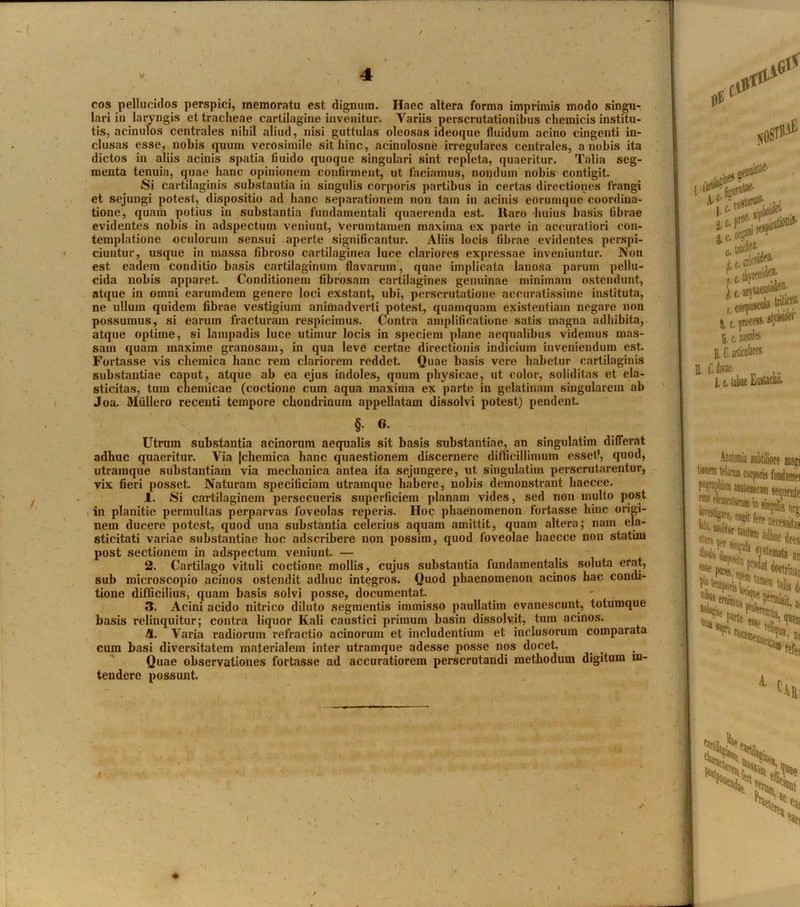 v cos pellucidos perspici, memoratu est dignum. Haec altera forma imprimis modo singu- lari in laryngis et tracheae cartilagine invenitur. Variis perscrutationibus cliemicis institu- tis, acinulos centrales nihil aliud, nisi guttulas oleosas ideoque fluidum acino cingenti in- clusas esse, nobis quum verosimile sit hinc ---- 1 L * * res centrales, a nobis ita menta tenuia, quae hanc opinionem confirment, ut faciamus, nondum nobis contigit. Si cartilaginis substantia in singulis corporis partibus in certas directiones lrangi et sejungi potest, dispositio ad hanc separationem non tam in acinis eorumque coordina- tione, quam potius in substantia fundamentali quaerenda est. Itaro huius basis fibrae evidentes nobis in adspectum veniunt, Verumtamen maxima ex parte in accuratiori con- templatione oculorum sensui aperte significantur. Aliis locis fibrae evidentes perspi- ciuntur, usque in massa fibroso cartilaginea luce clariores expressae inveniuntur. Non est eadem conditio basis cartilaginum flavarum, quae implicata lanosa parum pellu- cida nobis apparet. Conditionem fibrosam cartilagines genuinae minimam ostendunt, atque in omni earumdem genere loci exstant, ubi, perscrutatione accuratissime instituta, ne ullum quidem fibrae vestigium animadverti potest, quamquam existentiam negare non possumus, si earum fracturam respicimus. Contra amplificatione satis magna adhibita, atque optime, si lampadis luce utimur locis in speciem plane aequalibus videmus mas- sam quam maxime granosam, in qua leve certae directionis indicium inveniendum est. Fortasse vis chemica hanc rem clariorem reddet. Quae basis vere habetur cartilaginis substantiae caput, atque ab ea ejus indoles, quum physicae, ut color, soliditas et ela- sticitas, tum chemicae (coctione cum aqua maxima ex parte in gelatinam singularem ab Joa. Muliero recenti tempore chondrinum appellatam dissolvi potest) pendent. utramque substantiam via mechanica antea ita sejungere, ut singulatim perscrutarentur, vix fieri posset. Naturam specificiam utramque habere, nobis demonstrant liaecce. 1. Si cartilaginem persecueris superficiem planam vides, sed non multo post in planitie permultas perparvas foveolas reperis. Hoc phaenomenon fortasse hinc origi- nem ducere potest, quod una substantia celerius aquam amittit, quam altera; nam ela- sticitati variae substantiae hoc adscribere non possim, quod foveolae haecce non statirn post sectionem in adspectum veniunt. — 2. Cartilago vituli coctione, mollis, cujus substantia fundamentalis soluta erat, sub microscopio acinos ostendit adhuc integros. Quod phaenomenon acinos hac condi- tione difficilius, quam basis solvi posse, documentat. 3. Acini acido nitrico diluto segmentis immisso paullatiin evanescunt, totumque basis relinquitur; contra liquor Kali caustici primum basin dissolvit, tum acinos. 41. Varia radiorum refractio acinorum et includentium et inclusorum comparata cum basi diversitatem materialem inter utramque adesse posse nos docet. Quae observationes fortasse ad accuratiorem perscrutandi methodum digitum in- tendere possunt. dictos in aliis acinis spatia fiuido quoque quaeritur. Talia scg §. 0. Utrum substantia acinorum aequalis sit basis substantiae, an singulatim differat adhuc quaeritur. Via |chemica hanc quaestionem discernere difficillimum esset1, quod, ✓