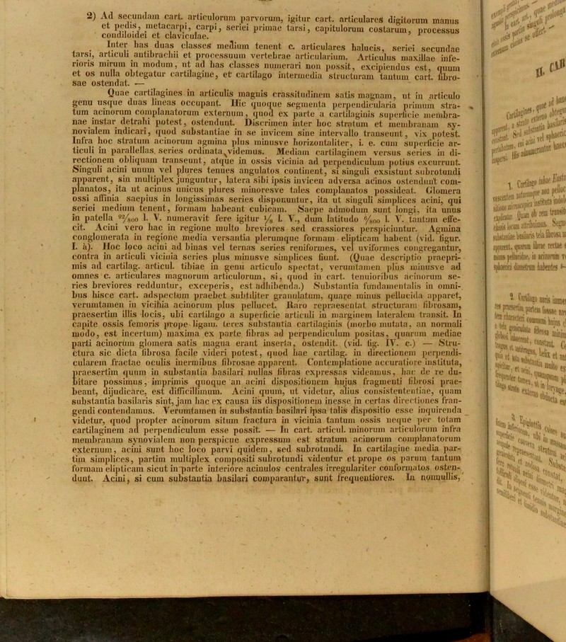 2) Ad secundam cart. articulorum parvorum, igitur cart. articulares digitorum manus et pejlis, metacarpi, carpi, seriei primae tarsi, capitulorum costarum, processus condiloidei et claviculae. 5 1 Inter has duas classes medium tenent c. articulares halucis, seriei secundae tarsi, articuli antibraclm et processuum vertebrae articularium. Articulus maxillae infe- rioris mirum in modum, ut ad lias classes numerari non possit, excipiendus est, quum ct os nulla obtegatur cartilagine^ et cartilago intermedia structuram tantum cart. libro- sae ostendat. •— (Juae cartilagines in articulis magnis crassitudinem satis magnam, ut in articulo genu usque duas lineas occupant. Ilie quoque segmenta perpendicularia primum stra- , tum acinorum complanatorum externum, quod ex parte a cartilaginis superficie membra- nae^ instar detrahi potest, ostendunt. Discrimen inter hoc stratum et membranam sy- novialem indicari, quod substantiae in se invicem sine intervallo transeunt, vix potest. Infra hoc stratum acinorum agmina plus minusve horizontaliter, i. e. cum superficie ar- ticuli in parallellas. series ordinata^videmus. Mediam cartilaginem versus series in di- rectionem obliquam transeunt, atque in ossis vicinia ad perpendiculum potius excurrunt. Singuli acini unum vel plures tenues angulatos continent, si singuli exsistunt subrotundi apparent, sin multiplex junguntur, latera sibi ipsis invicen adversa adinos ostendunt com- planatos, ita ut acinus unicus plures minoresve tales complanatos possideat. Cllomera ossi affinia saepius in longissimas series disponuntur, ita ut singuli simplices acini, qui seriei medium tenent, formam habeant cubicam. Saepe admodum sunt longi, ita unus in patella 9'2/80o 1. V. numeravit fere igitur l/8 1. V., dum latitudo 6/80o 1. V. tantum effe- cit. Acini vero hac in regione multo breviores sed crassiores perspiciuntur. Agmina conglomerata in regione media versantia plerumque formam elipticam habent (vid. ligur. I. a). Hoc loco acini ad binas vel ternas series reniformes, vel uviformes congregantur, contra in articuli vicinia series plus minusve simplices fiunt, (Quae descriptio praepri- mis ad cartilag. articul. tibiae in genii articulo spectat, verumtamen plus minusve ad omnes c. articulares magnorum articulorum, si, quod in cart. tenuioribus acinorum se- ries breviores redduntur, exceperis, est adbibenda.) Substantia fundamentalis in omni- bus liisce cart. adspectum praebet subtiliter granulatum, quare minus pellucida apparet, verumtamen in vieihia acinorum plus pellucet. Raro repraesentat structuram fibrosam, praesertim illis locis, ubi cartilago a superficie articuli in marginem lateralem transit. In capite ossis femoris prope liganj. teres substantia cartilaginis (morbo mutata, an normali modo, est incertum) maxima ex parte fibras ad perpendiculum positas, quarum inediae parti acinorum glomera satis magna erant inserta, ostendit, (vid. tig. IV. c.) — Stru- ctura sic dicta fibrosa facile videri potest, quod hae cartilag. in directionem perpendi- cularem fractae oculis inermibus fibrosae apparent. Contemplatione accuratiore instituta, iiraesertim quum in substantia basilari nullas fibras expressas videamus, hac de re du- utare possimus, imprimis quoque an acini dispositionem hujus fragmenti fibrosi prae- beant, dijudicare, est difficillimum. Acini quum, ut videtur, alius consistententiae, quam substantia basilaris sint, jam hac ex causa iis dispositionem inesse in certas directiones fran- gendi contendamus. Verumtamen in substantia basilari ipsa talis dispositio esse inquirenda videtur, quod propter acinorum situm fractura in viciuia tantum ossis neque per totam cartilaginem ad perpendiculum esse possit. — In cart. articul. minorum articulorum infra membranam synovialem non perspicue expressum est stratum acinorum complanatorum externum, acini sunt hoc loco parvi quidem, sed subrotundi. In carlilagine media par- tiin simplices, partim multiplex compositi subrotundi videntur et prope os parum tantum formam elipticam sicut hrparte interiore acinulos centrales irregulariter conformatos osten- dunt. Acilii, si cum substantia basilari comparantur, sunt irequentiores. In nonnullis,' iii> Kiigl <#>■ 0 0, fU1 -IllW y CarlS m ptUBC indoli transit' edimur, QW ob m in (lassis locum attribui®^ aeg»1 appareat, quarum, librae rectae t miims pilandae, io acinorum yi sphaerici diametrum habentes respr auns nfimti 'pereat, constant C, ts lcta egi i riity; ‘ ^ Ia >^Stri ’