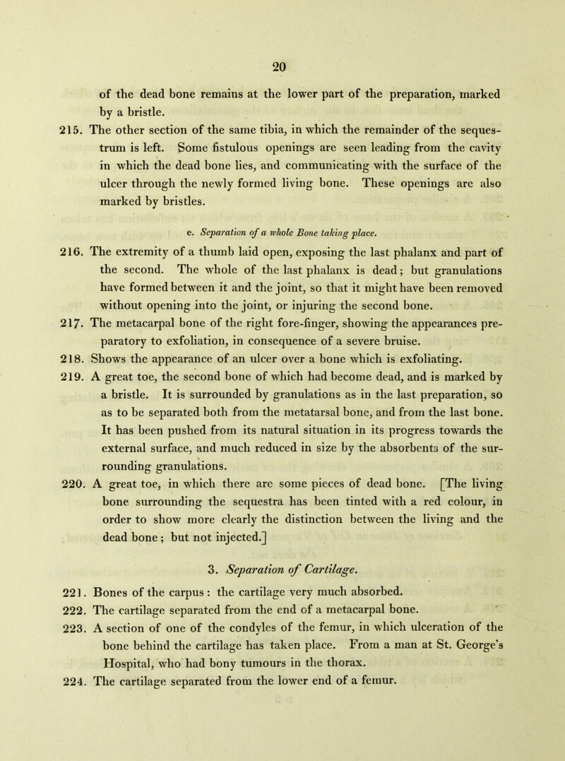 of the dead bone remains at the lower part of the preparation, marked by a bristle. 215. The other section of the same tibia, in which the remainder of the seques- trum is left. Some fistulous openings are seen leading from the cavity in which the dead bone lies, and communicating with the surface of the ulcer through the newly formed living bone. These openings are also marked by bristles. e. Separation of a whole Bone taking place. 216. The extremity of a thumb laid open, exposing the last phalanx and part of the second. The whole of the last phalanx is dead; but granulations have formed between it and the joint, so that it might have been removed without opening into the joint, or injuring the second bone. 217. The metacarpal bone of the right fore-finger, showing the appearances pre- paratory to exfoliation, in consequence of a severe bruise. 218. Shows the appearance of an ulcer over a bone which is exfoliating. 219. A great toe, the second bone of which had become dead, and is marked by a bristle. It is surrounded by granulations as in the last preparation, so as to be separated both from the metatarsal bone, and from the last bone. It has been pushed from its natural situation in its progress towards the external surface, and much reduced in size by the absorbents of the sur- % rounding granulations. 220. A great toe, in which there are some pieces of dead bone. [The living bone surrounding the sequestra has been tinted with a red colour, in order to show more clearly the distinction between the living and the dead bone ; but not injected.] 3. Separation of Cartilage. 221. Bones of the carpus : the cartilage very much absorbed. 222. The cartilage separated from the end of a metacarpal bone. 223. A section of one of the condyles of the femur, in which ulceration of the hone behind the cartilage has taken place. From a man at St. George’s Hospital, who had bony tumours in the thorax. 224. The cartilage separated from the lower end of a femur.