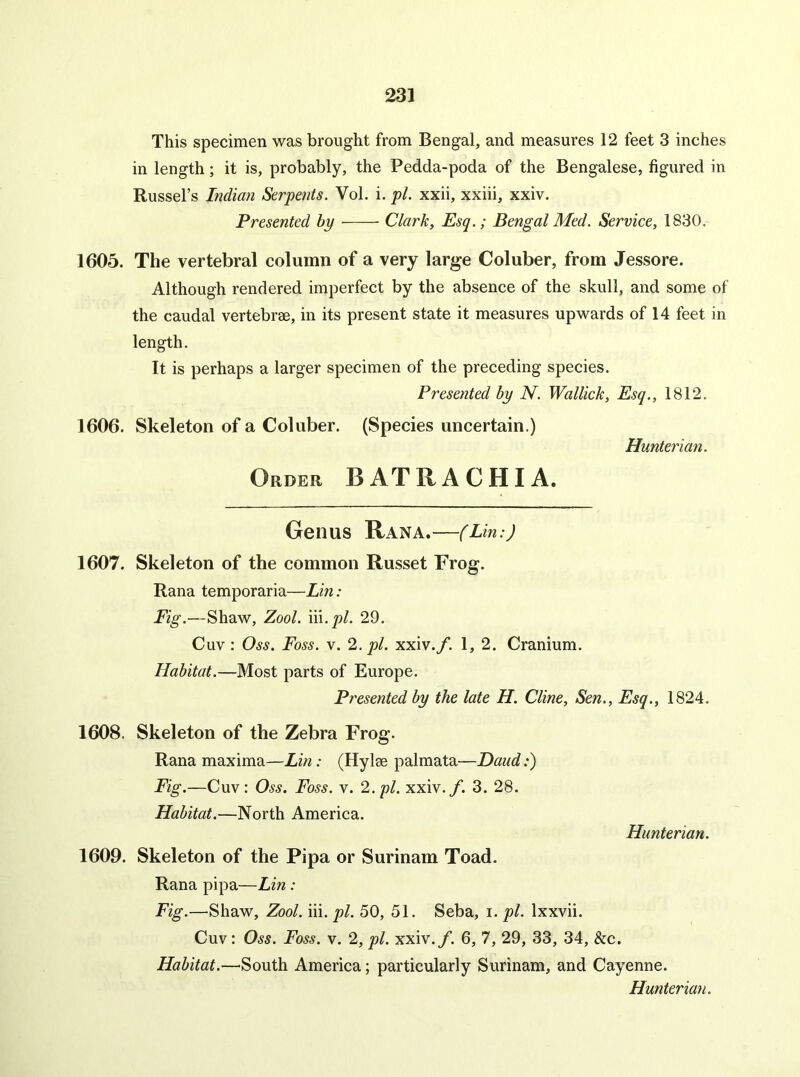 This specimen was brought from Bengal, and measures 12 feet 3 inches in length; it is, probably, the Pedda-poda of the Bengalese, figured in Russel’s Indian Serpents. Vol. i. pi. xxii, xxiii, xxiv. Presented by Clark, Esq.; Bengal Med. Service, 1830. 1605. The vertebral column of a very large Coluber, from Jessore. Although rendered imperfect by the absence of the skull, and some of the caudal vertebrae, in its present state it measures upwards of 14 feet in length. It is perhaps a larger specimen of the preceding species. Presented by N. Wallick, Esq., 1812. 1606. Skeleton of a Coluber. (Species uncertain.) Hunterian. Order B AT R A CHI A. Genus Ran a.—(Lin:) 1607. Skeleton of the common Russet Frog. Rana temporaria—Lin: Fig.—Shaw, Zool. \\\.pl. 29. Cuv : Oss. Foss. v. 2. pi. xxiv./. 1, 2. Cranium. Habitat.—Most parts of Europe. Presented by the late H. Cline, Sen., Esq., 1824. 1608. Skeleton of the Zebra Frog. Rana maxima—Lin: (Hylae palmata—Daud .*) Fig.—Cuv: Oss. Foss. v. 2. pi. xxiv./. 3. 28. Habitat.—North America. Hunterian. 1609. Skeleton of the Pipa or Surinam Toad. Rana pipa—Lin: Fig.—Shaw, Zool. hi. pi. 50, 51. Seba, i. pi. Ixxvii. Cuv: Oss. Foss. v. 2, pi. xxiv./. 6, 7, 29, 33, 34, &c. Habitat.—South America; particularly Surinam, and Cayenne.