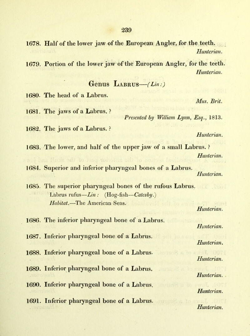 1678. Half of the lower jaw of the European Angler, for the teeth. Hunterian. 1679. Portion of the lower jaw of the European Angler, for the teeth. Hunterian. Genus LaBRUS (Lin:) 1680. The head of a Labrus. Mus. Brit. 1681. The jaws of a Labrus. ? Presented by William Lynn, Esq., 1813. 1682. The jaws of a Labrus. ? Hunterian. 1683. The lower, and half of the upper jaw of a small Labrus. } Hunterian. 1684. Superior and inferior pharyngeal bones of a Labrus. Hunterian. 1685. The superior pharyngeal bones of the rufous Labrus. Labrus rufus—Lin : (Hog-fish—Catesby.) Habitat.—The American Seas. Hunterian. 1686. The inferior pharyngeal bone of a Labrus. 1687. Inferior pharyngeal bone of a Labrus. 1688. Inferior pharyngeal bone of a Labrus. 1689. Inferior pharyngeal bone of a Labrus. 1690. Inferior pharyngeal bone of a Labrus. 1691. Inferior pharyngeal bone of a Labrus. Hunterian. Hunterian. Hunterian. Hunterian. Hunterian.