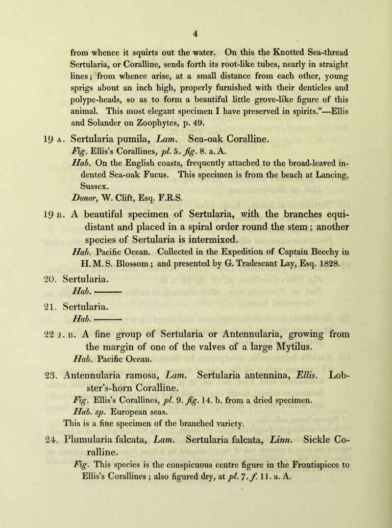 from whence it squirts out the water. On this the Knotted Sea-thread Sertularia, or Coralline, sends forth its root-like tubes, nearly in straight lines; from whence arise, at a small distance from each other, young sprigs about an inch high, properly furnished with their denticles and polype-heads, so as to form a beautiful little grove-like figure of this animal. This most elegant specimen I have preserved in spirits.”—Ellis and Solander on Zoophytes, p. 49. 19 A. Sertularia pumila, Lam. Sea-oak Coralline. Fig, Ellis’s Corallines, pi. 5. jig. 8. a. A. Hob. On the English coasts, frequently attached to the broad-leaved in- dented Sea-oak Fucus. This specimen is from the beach at Lancing, Sussex. Donorj W. Clift, Esq. F.R.S. 19 B. A beautiful specimen of Sertularia, with the branches equi- distant and placed in a spiral order round the stem; another species of Sertularia is intermixed. Hab. Pacific Ocean. Collected in the Expedition of Captain Beechy in H. M. S. Blossom; and presented by G. Tradescant Lay, Esq. 1828. 20. Sertularia. Hab. 21. Sertularia. Hab. 22 j. B. A fine group of Sertularia or Antennularia, growing from the margin of one of the valves of a large Mytilus. Hab. Pacific Ocean. 23. Antennularia ramosa, Lam. Sertularia antennina, Ellis. Lob- ster’s-horn Coralline. Fig. Ellis’s Corallines, pi. 9. Jig. 14. b. from a dried specimen. Hab. sp. European seas. This is a fine specimen of the branched variety, 24. Plumularia falcata, Lam. Sertularia falcata, Linn. Sickle Co- ralline. Fig. This species is the conspicuous centre figure in the Frontispiece to Ellis’s Corallines ; also figured dry, at pl.^J.f 11. a. A.