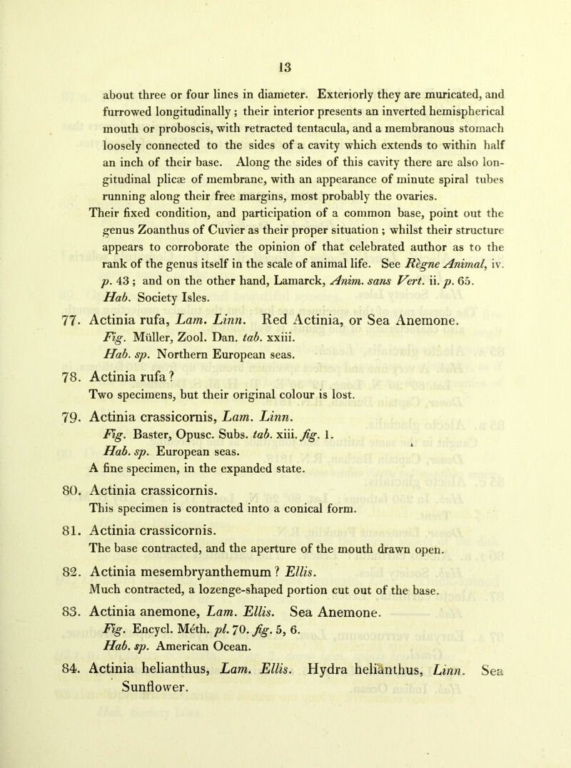 about three or four lines in diameter. Exteriorly they are muricated, and furrowed longitudinally ; their interior presents an inverted hemispherical mouth or proboscis, with retracted tentacula, and a membranous stomach loosely connected to the sides of a cavity which extends to within half an inch of their base. Along the sides of this cavity there are also lon- gitudinal plicae of membrane, with an appearance of minute spiral tubes running along their free margins, most probably the ovaries. Their fixed condition, and participation of a common base, point out the genus Zoanthus of Cuvier as their proper situation ; whilst their structure appears to corroborate the opinion of that celebrated author as to the rank of the genus itself in the scale of animal life. See Regne Animal^ iv. p. 43 ; and on the other hand, Lamarck, Anvm. sam Vert. ii. p. 65. Hah. Society Isles. 77. Actinia rufa, Ram, Linn. Red Actinia, or Sea Anemone. Fig. Muller, Zool. Dan. tab. xxiii. Hab. sp. Northern European seas. 78. Actinia rufa? Two specimens, but their original colour is lost. 79. Actinia crassicomis, Lam. Linn. Fig. Baster, Opusc. Subs. tab. xiii. fig. 1. Hab. sp. European seas. A fine specimen, in the expanded state. 80. Actinia crassicomis. This specimen is contracted into a conical form. 81. Actinia crassicomis. The base contracted, and the aperture of the mouth drawn open. 82. Actinia mesembryanthemum ? Ellis. Much contracted, a lozenge-shaped portion cut out of the base. 83. Actinia anemone, Lam. Ellis. Sea Anemone. Fig. Encycl. M^th. pi. 70. fig. 5, 6. Hab. sp. American Ocean. 84. Actinia helianthus, Lam. Ellis. Hydra heli'^nthus, Linn. Sea Sunflower.