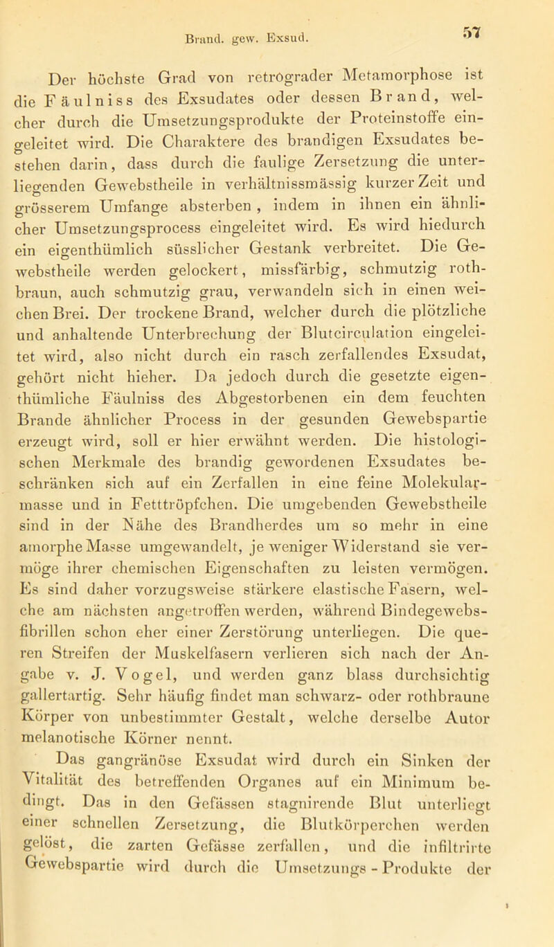 Brand. gew. Exsud. Der höchste Grad von retrograder Metamorphose ist die Fäulniss des Exsudates oder dessen Brand, wel- cher durch die Umsetzungsprodukte der Proteinstoffe ein- geleitet wird. Die Charaktere des brandigen Exsudates be- stehen darin, dass durch die faulige Zersetzung die unter- liegenden Gewebstheile in verhältnissmässig kurzer Zeit und grösserem Umfange absterben , indem in ihnen ein ähnli- cher Umsetzungsprocess eingeleitet wird. Es wird hiedurch ein eigenthiimlich süsslicher Gestank verbreitet. Die Ge- Avebstheile werden gelockert, missfärbig, schmutzig roth- braun, auch schmutzig grau, verwandeln sich in einen wei- chen Brei. Der trockene Brand, welcher durch die plötzliche und anhaltende Unterbrechung der Blutcirculation eingelei- tet wird, also nicht durch ein rasch zerfallendes Exsudat, gehört nicht hieher. Da jedoch durch die gesetzte eigen- thümliche Fäulniss des Abgestorbenen ein dem feuchten Brande ähnlicher Process in der gesunden Gewebspartie erzeugt wird, soll er hier erwähnt werden. Die histologi- schen Merkmale des brandig gewordenen Exsudates be- schränken sich auf ein Zerfallen in eine feine Molekular- masse und in Fetttröpfchen. Die umgebenden Gewebstheile sind in der Nähe des Brandherdes um so mehr in eine amorphe Masse umgewandelt, je weniger Widerstand sie ver- möge ihrer chemischen Eigenschaften zu leisten vermögen. Es sind daher vorzugsweise stärkere elastische Fasern, wel- che am nächsten angetroffen werden, während Bindegewebs- fibrillen schon eher einer Zerstörung unterliegen. Die que- ren Streifen der Muskelfasern verlieren sich nach der An- gabe v. J. Vogel, und werden ganz blass durchsichtig gallertartig. Sehr häufig findet man schwarz- oder rothbraune Körper von unbestimmter Gestalt, welche derselbe Autor melanotische Körner nennt. Das gangränöse Exsudat wird durch ein Sinken der Vitalität des betreffenden Organes auf ein Minimum be- dingt. Das in den Gefässen stagnirende Blut unterließt einer schnellen Zersetzung, die Blutkörperchen werden gelöst, die zarten Gefässe zerfallen, und die infiltrirte Gewebspartie wird durch die Umsetzungs - Produkte der