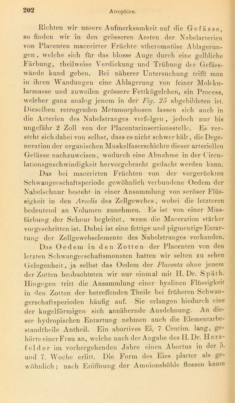 Richten wir unsere Aufmerksamkeit auf die Gef'ässe, so finden wir in den grösseren Aesten der Nabelarterien von Placenten mäcerirter Früchte atheromatöse Ablagerun- gen , welche sich für das blosse Auge durch eine gelbliche Färbung, theilweise Verdickung und Trübung der Gefäss- w'ände kund geben. Bei näherer Untersuchung trifft man in ihren Wandungen eine Ablagerung von feiner Moleku- larmasse und zuweilen grössere Fettkügelchen, ein Process, welcher ganz analog jenem in der Fig. 25 abgebildeten ist. Dieselben retrograden Metamorphosen lassen sich auch in die Arterien des Nabelstranges verfolgen , jedoch nur bis ungefähr 2 Zoll von der Placentarinsertionsstello. Es ver- steht sich dabei von selbst, dass es nicht schwer hält, die Dege- neration der organischen Muskelfaserschichte dieser arteriellen Gelasse nachzuweisen, wodurch eine Abnahme in der C’ii'cu- lationsgeschwindigkeit hervorgebracht gedacht werden kann. Das bei macerirten Früchten von der vorgerückten Schwangerschaftsperiode gewöhnlich verbundene Oedem der Nabelschnur besteht in einer Ansammlung von seröser Flüs- sigkeit in den Areolis des Zellgewebes, wobei die letzteren bedeutend an Volumen zunehmen. Es ist von einer Miss- färbung der Schnur begleitet, wenn die Maceration stärker vorgeschritten ist. Dabei ist eine fettige und pigmentige Entar- tung der Zellgewebselemente des Nabelstranges vorhanden. Das Oedem in den Zotten der Placenten von den letzten Schwangerschaftsmonaten hatten wir selten zu sehen Gelegenheit , ja selbst das Oedem der Placenta ohne jenem der Zotten beobachteten wir nur einmal mit II. Dr. Späth. Hingegen tritt die Ansammlung einer hyalinen Flüssigkeit in den Zotten der betreffenden Theile bei früheren Schwan- gerschaftsperioden häufig auf. Sie erlangen hiedurch eine der kugelförmigen sich annähernde Ausdehnung. An die- ser hydropischen Entartung nehmen auch die Elementarbe- standthcile Antheil. Ein abortives Ei, 7 Centim. lang, ge- hörte einer Frau an, welche nach der Angabe des H. Dr. Heiz- felder im vorhergehenden Jahre einen Abortus in der 0. und 7. Woche erlitt. Die Form des Eies platter als ge- wöhnlich ; nach Eröffnung der Amnionshöhle flössen kaum