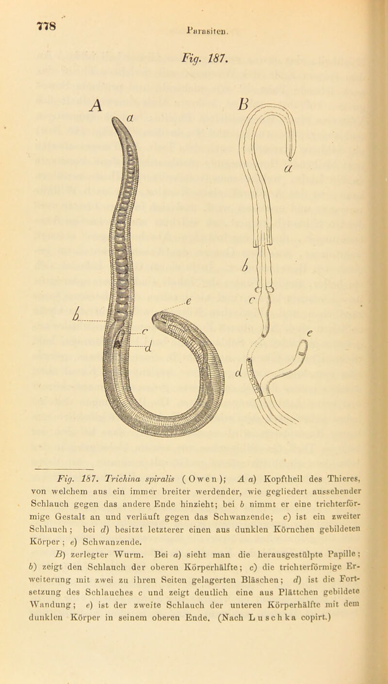 Parasiten. Fig. 187. Fig. 187. Trichina spiralis (Owen); A a) Kopftheil des Thieres, von welchem aus ein immer breiter werdender, wie gegliedert aussehender Schlauch gegen das andere Ende hinzieht; bei b nimmt er eine trichterför- mige Gestalt an und verlauft gegen das Schwanzende; c) ist ein zweiter Schlauch ; bei d) besitzt letzterer einen aus dunklen Körnchen gebildeten Körper ; e) Schwanzende. B) zerlegter Wurm. Bei a) sieht man die herausgestülpte Papille; b) zeigt den Schlauch der oberen Körperhälfte; c) die trichterförmige Er- weiterung mit zwei zu ihren Seiten gelagerten Bläschen; d) ist die Fort- setzung des Schlauches c und zeigt deutlich eine aus Plättchen gebildete Wandung; e) ist der zweite Schlauch der unteren Körperhälfte mit dem dunklen Körper in seinem oberen Ende. (Nach Luschka copirt.)