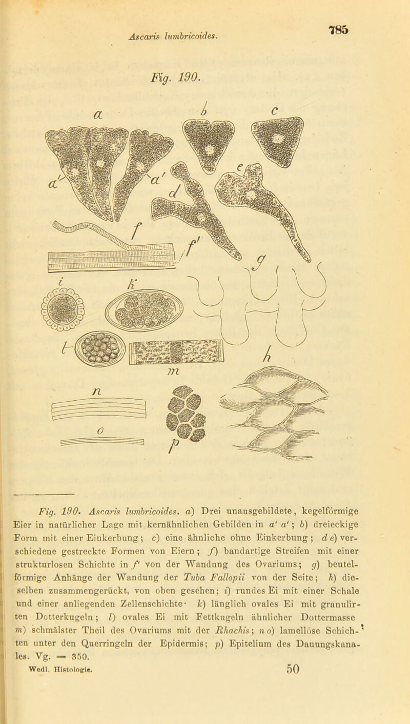 Fig. 190. Fig. 190. Ascaris lumbricoides. a) Drei unausgebildete, kegelförmige Eier in natürlicher Lage mit kernähnlichen Gebilden in a' a'; 6) dreieckige Form mit einer Einkerbung; c) eine ähnliche ohne Einkerbung; d e) ver- schiedene gestreckte Formen von Eiern ; f) handartige Streifen mit einer strukturlosen Schichte in /' von der Wandung des Ovariums; g) beutel- förmige Anhänge der Wandung der Tuba Fallopii von der Seite; Ix) die- selben zusammengerückt, von oben gesehen; i) rundes Ei mit einer Schale und einer anliegenden Zellcnschichte- k) länglich ovales Ei mit granulir- ten Dotterkugeln; l) ovales Ei mit Fettkugeln ähnlicher Dottermasse m) schmälster Theil des Ovariums mit der Rhachis\ no) lamellöse Schieb-* ten unter den Querringeln der Epidermis; p) Epitelium des Dauungskana- les. Vg. = 350. Wedl. Histologie. 50