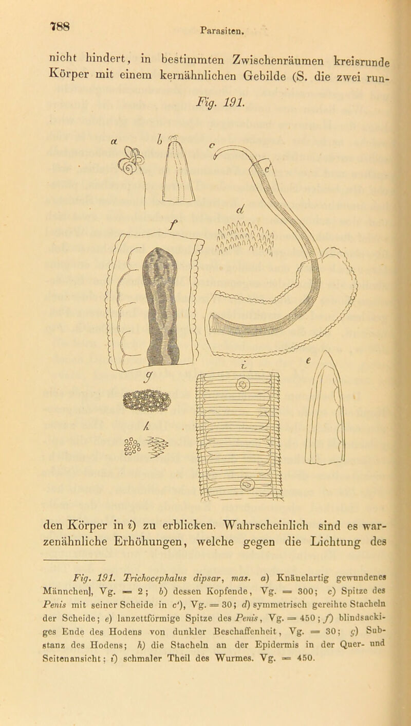 nicht hindert, in bestimmten Zwischenräumen kreisrunde Körper mit einem kernähnlichen Gebilde (S. die zwei run- Fig. 191. den Körper in i) zu erblicken. Wahrscheinlich sind es war- zenähnliche Erhöhungen, welche gegen die Lichtung des Fig. 191. Trichocephalus dipsar, mas. a) Knäuelartig gewundenes Männchen), Vg. = 2; 6) dessen Kopfende, Yg. = 300; c) Spitze des Penis mit seiner Scheide in c'), Vg. = 30; d) symmetrisch gereihte Stacheln der Scheide; e) lanzettförmige Spitze des Penis, Vg. = 450;/) blindsacki- ges Ende des Hodens von dunkler Beschaffenheit, Vg. = 30; g) Sub- stanz des Hodens; h) die Stacheln an der Epidermis in der Quer- und Seitenansicht; t) schmaler Theil des Wurmes. Vg. = 450.