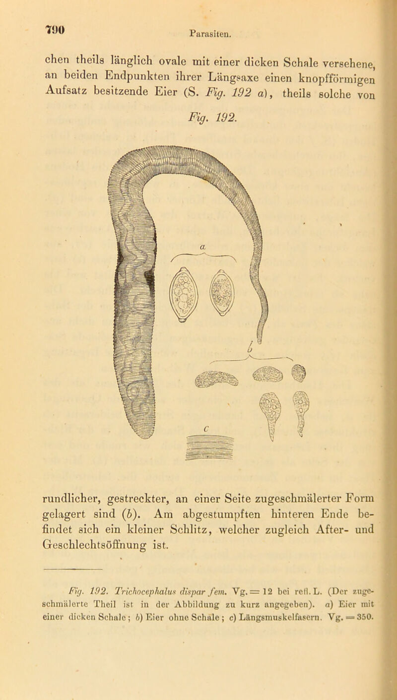 Parasiten. chen theila länglich ovale mit einer dicken Schale versehene, an beiden Endpunkten ihrer Längsaxe einen knopfförmigen Aufsatz besitzende Eier (S. Fig. 192 a), theila solche von Fig. 192. rundlicher, gestreckter, an einer Seite zugeschmälerter Form gelagert sind (b). Am abgestumpften hinteren Ende be- findet sich ein kleiner Schlitz, welcher zugleich After- und Geschlechtsüffnung ist. Fixj. 192. Trichocephalus dispar fern. Vg. = 12 bei refl.L. (Der zuge- schmälerte Theil ist in der Abbildung zu kurz angegeben), a) Eier mit einer dicken Schale; 6) Eier ohne Schale; c) Längsmuskelfasern. Vg. = 350.