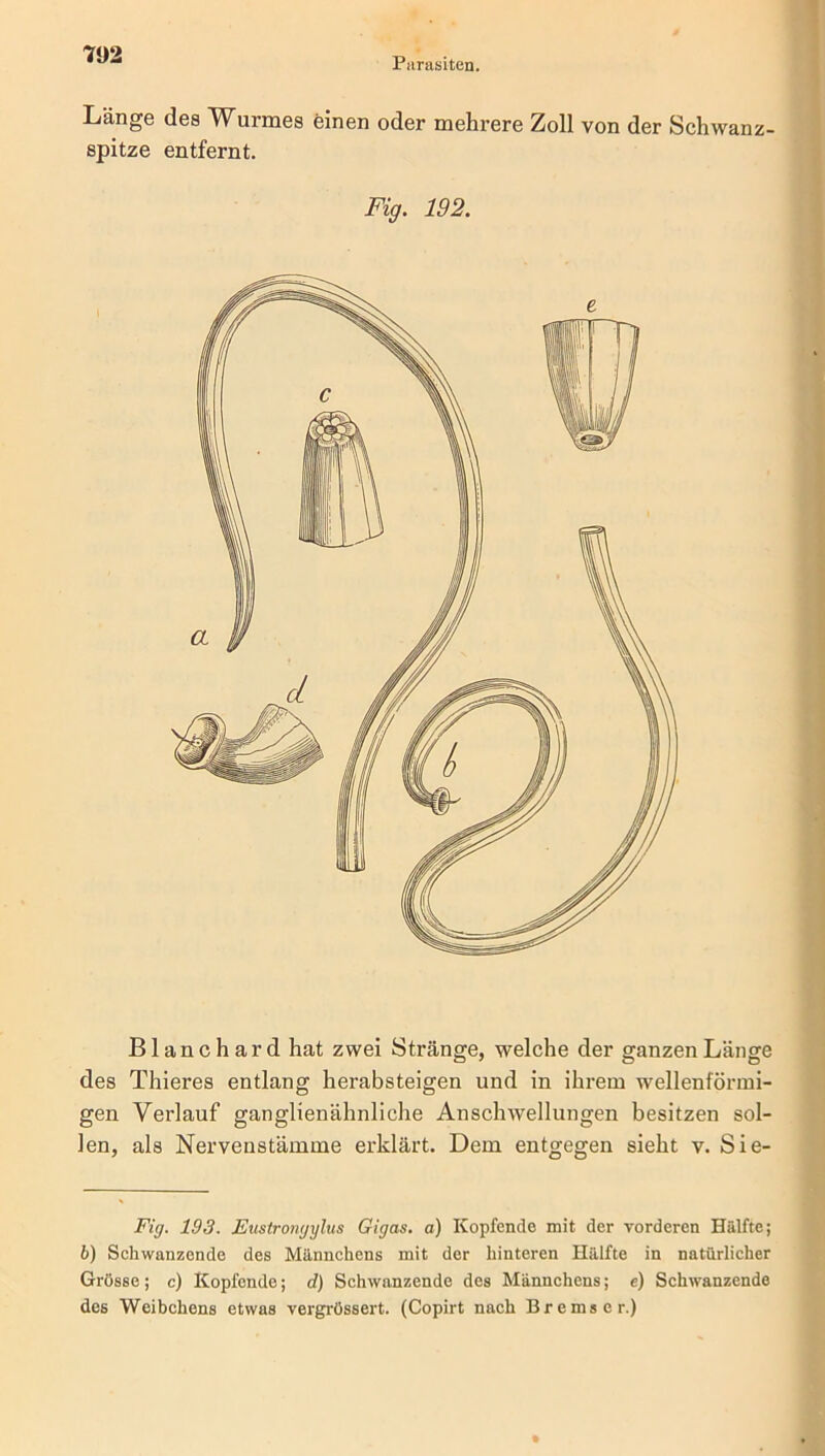 Parasiten. Länge des Wurmes einen oder mehrere Zoll von der Schwanz- spitze entfernt. Fig. 192. I Blanchard hat zwei Stränge, welche der ganzen Länge des Thieres entlang herabsteigen und in ihrem wellenförmi- gen Verlauf ganglienähnliche Anschwellungen besitzen sol- len, als Nervenstämme erklärt. Dem entgegen sieht v. Sie- Fig. 193. Eustrongylus Gigas. a) Kopfende mit der vorderen Hälfte; b) Schwanzende des Männchens mit der hinteren Hälfte in natürlicher Grösse; c) Kopfende; d) Schwanzende des Männchens; e) Schwanzende des Weibchens etwas vergrössert. (Copirt nach Bremser.)