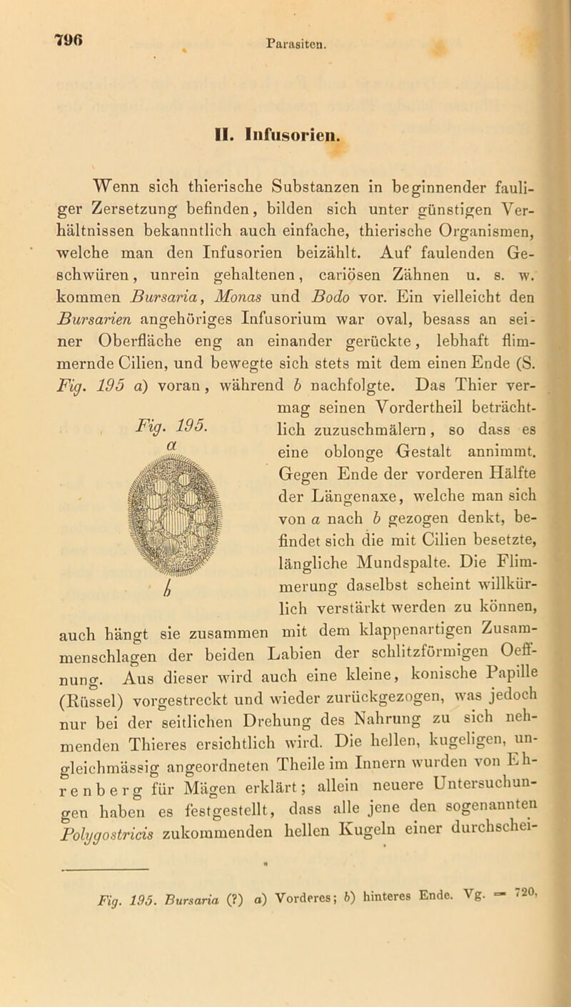 II. Infusorien. Fig. 195. a Wenn sich thierische Substanzen in beginnender fauli- ger Zersetzung befinden, bilden sich unter günstigen Ver- hältnissen bekanntlich auch einfache, thierische Organismen, welche man den Infusorien beizählt. Auf faulenden Ge- schwüren , unrein gehaltenen, cariösen Zähnen u. s. w. kommen Bursaria, Monas und Bodo vor. Ein vielleicht den Bursarien angehöriges Infusorium war oval, besass an sei- ner Oberfläche eng an einander gerückte, lebhaft flim- mernde Cilien, und bewegte sich stets mit dem einen Ende (S. Fig. 195 a) voran, während b nachfolgte. Das Thier ver- mag seinen Vordertheil beträcht- lich zuzuschmälern, so dass es eine oblonge Gestalt annimmt. Gegen Ende der vorderen Hälfte der Längenaxe, welche man sich von a nach b gezogen denkt, be- findet sich die mit Cilien besetzte, längliche Mundspalte. Die Flim- merung daselbst scheint willkür- lich verstärkt werden zu können, auch hängt sie zusammen mit dem klappenartigen Zusam- menschlagen der beiden Labien der schlitzförmigen Oeff- nung. Aus dieser wird auch eine kleine, konische Papille (Rüssel) vorgestreckt und wieder zurückgezogen, was jedoch nur bei der seitlichen Drehung des Nahrung zu sich neh- menden Thieres ersichtlich wird. Die hellen, kugeligen, un- gleichmässig angeordneten Theileim Innern wurden von Eh- renberg für Mägen erklärt; allein neuere Untersuchun- gen haben es festgestellt , dass alle jene den sogenannten Folygostricis zukommenden hellen Kugeln einer durchschei- Fig. 195. Bursaria (?) a) Vorderes; 6) hinteres Ende. Vg. 720,