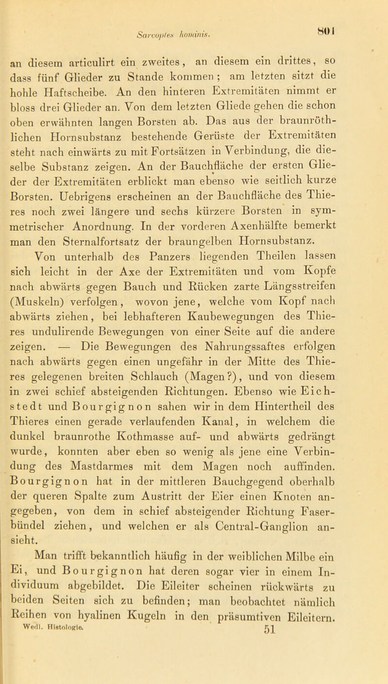 SOI an diesem articulirt ein zweites, an diesem ein drittes, so dass fünf Glieder zu Stande kommen ; am letzten sitzt die hohle Haftscheibe. An den hinteren Extremitäten nimmt er bloss drei Glieder an. Von dem letzten Gliede gehen die schon oben erwähnten langen Borsten ab. Das aus der braunröth- lichen Hornsubstanz bestehende Gerüste der Extremitäten steht nach einwärts zu mit Fortsätzen in Verbindung, die die- selbe Substanz zeigen. An der Bauchfläche der ersten Glie- der der Extremitäten erblickt man ebenso wie seitlich kurze Borsten. Uebrigens erscheinen an der Bauchfläche des Thie- res noch zwei längere und sechs kürzere Borsten in sym- metrischer Anordnung. In der vorderen Axenhälfte bemerkt man den Sternalfortsatz der braungelben Hornsubstanz. Von unterhalb des Panzers liegenden Theilen lassen sich leicht in der Axe der Extremitäten und vom Kopfe nach abwärts gegen Bauch und Rücken zarte Längsstreifen (Muskeln) verfolgen, wovon jene, welche vom Kopf nach abwärts ziehen, bei lebhafteren Kaubewegungen des Thie- res undulirende Bewegungen von einer Seite auf die andere zeigen. — Die Bewegungen des Nahrungssaftes erfolgen nach abwärts gegen einen ungefähr in der Mitte des Thie- res gelegenen breiten Schlauch (Magen?), und von diesem in zwei schief absteigenden Richtungen. Ebenso wie Eicli- ste dt und Bourgignon sahen wir in dem Hintertheil des Thieres einen gerade verlaufenden Kanal, in welchem die dunkel braunrothe Kothmasse auf- und abwärts gedrängt wurde, konnten aber eben so wenig als jene eine Verbin- dung des Mastdarmes mit dem Magen noch auffinden. Bourgignon hat in der mittleren Bauchgegend oberhalb der queren Spalte zum Austritt der Eier einen Knoten an- gegeben, von dem in schief absteigender Richtung Faser- bündel ziehen, und welchen er als Central-Ganglion an- sieht. Man trifft bekanntlich häufig in der weiblichen Milbe ein Ei, und Bou rgignon hat deren sogar vier in einem In- dividuum abgebildet. Die Eileiter scheinen rückwärts zu beiden Seiten sich zu befinden; man beobachtet nämlich Reihen von hyalinen Kugeln in den präsumtiven Eileitern. Wedl. Histologie. Kl