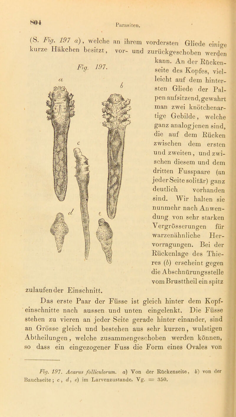 S04 (S. Fn7. 197 a), welche kurze Häkchen besitzt, Fig. 197. CL zulaufender Einschnitt. Gliede einige und zurückgeschoben werden kann. An der Rücken- seite des Kopfes, viel- leicht auf dem hinter- sten Gliede der Pal- pen aufsitzend, gewahrt man zwei knötchenar- tige Gebilde, welche ganz analogjenen sind, die auf dem Rücken zwischen dem ersten und zweiten , und zwi- schen diesem und dem dritten Fusspaare (an jeder Seite solitär) ganz deutlich vorhanden sind. Wir halten sie nunmehr nach Anwen- dung von sehr starken Vergrüsserungen für warzenähnliche Pler- vorragungen. Bei der Rückenlage des Thie- res (b) erscheint gegen die Abschnürungsstelle vom Brusttlieil ein spitz an ihrem vorderste vor- Das erste Paar der Fiisse ist gleich hinter dem Ivopf- einschnitte nach aussen und unten eingelenkt. Die Füsse stehen zu vieren an jeder Seite gerade hinter einander, sind an Grösse gleich und bestehen aus sehr kurzen, wulstigen Abtheilungen, welche zusammengeschoben werden können, so dass ein eingezogener Fuss die Form eines Ovales von Fig. 197. Acartis folliculorum. o) Von der Rückenseite, 6) von der Rauchseite; c, c/, e) im Larvcnzustande. Vg. = .350.