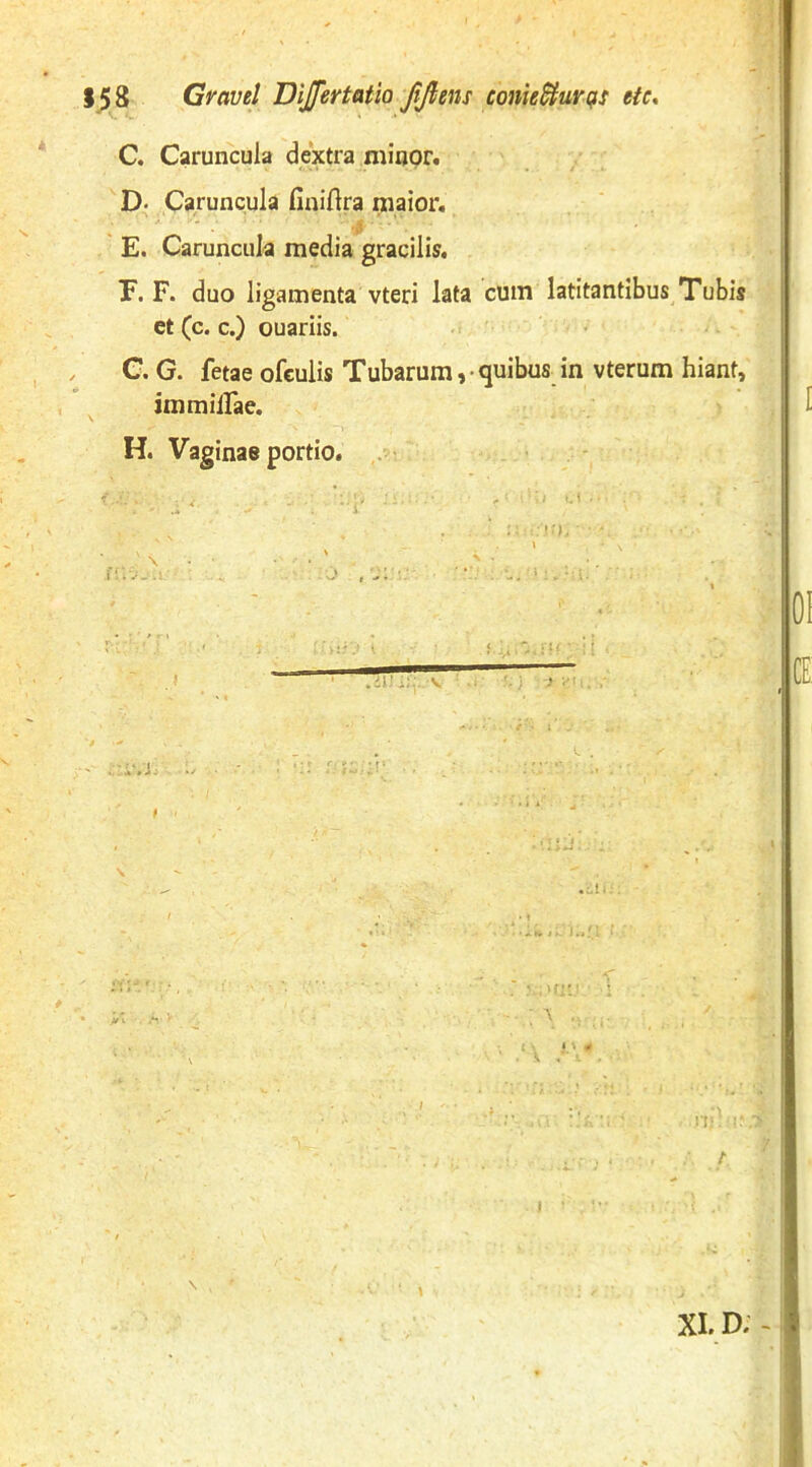 158 Gravel DiJJertatio fifims comtUuvt^s etc* C. Caruncula dextra minor. D. Caruncula fiaiftra maior. ■ ^ E. Caruncula media gracilia. E. F. duo ligamenta vteri lata cum latitantibus Tubis et (c. c.) ouariis. C. G. fetae ofculis Tubarum ,• quibus in vterum hiant. immiirae. H. Vaginae portio. .il' V V.i; ./ 01 CE !'I;. t XI. D; -