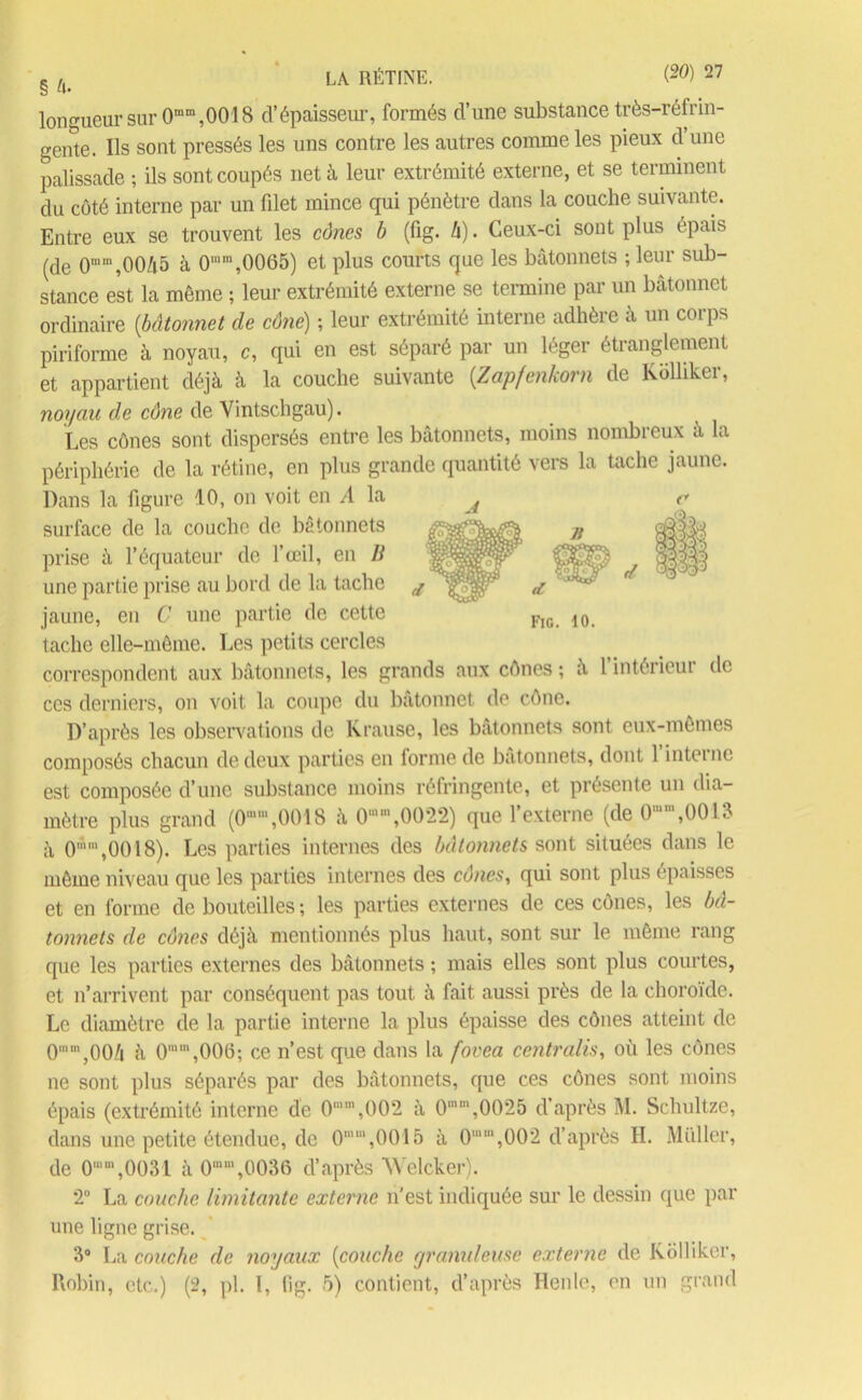 longueur sur Oram,0018 d’épaisseur, formés d’une substance très-réfrin- gente. Ils sont pressés les uns contre les autres comme les pieux d’une palissade ; ils sont coupés net à leur extrémité externe, et se terminent du côté interne par un filet mince qui pénètre dans la couche suivante. Entre eux se trouvent les cônes b (fig. h). Ceux-ci sont plus épais (de 0mm,00A5 à 0,n,n,0065) et plus courts que les bâtonnets ; leur sub- stance est la même ; leur extrémité externe se termine par un bâtonnet ordinaire (bâtonnet de cône) ; leur extrémité interne adhère à un corps piriforme à noyau, c, qui en est séparé par un léger étranglement et appartient déjà à la couche suivante {Zapfenkom de Kolliker, noyau de cône de Vintschgau). Les cônes sont dispersés entre les bâtonnets, moins nombreux à la périphérie de la rétine, en plus grande quantité vers la tache jaune. Dans la figure 10, on voit en A la surface de la couche de bâtonnets prise à l’équateur de l’œil, en B une partie prise au bord de la tache jaune, en C une partie de cette tache elle-même. Les petits cercles correspondent aux bâtonnets, les grands aux cônes ; à 1 intérieui de ces derniers, on voit la coupe du bâtonnet de cône. D’après les observations de Krause, les bâtonnets sont eux-mêmes composés chacun de deux parties en forme de bâtonnets, dont l’interne est composée d’une substance moins réfringente, et présente un dia- mètre plus grand (0“w,0018 à 0m,0022) que l’externe (de 0mm,0013 à O™1,0018). Les parties internes des bâtonnets sont situées dans le même niveau que les parties internes des cônes, qui sont plus épaisses et en forme de bouteilles ; les parties externes de ces cônes, les bâ- tonnets de cônes déjà mentionnés plus haut, sont sur le même rang que les parties externes des bâtonnets ; mais elles sont plus courtes, et n’arrivent par conséquent pas tout à fait aussi près de la choroïde. Le diamètre de la partie interne la plus épaisse des cônes atteint de 0n,00/i à 0ram,006; ce n’est que dans la fovea centralis, où les cônes ne sont plus séparés par des bâtonnets, que ces cônes sont moins épais (extrémité interne de 0mm,002 à 0raœ,0025 d’après M. Schultze, dans une petite étendue, de 0mm,0015 à 0mm,002 d’après H. Millier, de 0,m,0031 à 0mm,0036 d’après Welcker). 2° La couche limitante externe n'est indiquée sur le dessin que par une ligne grise. 3° La couche de noyaux (couche granuleuse externe de Kolliker, Robin, etc.) (2, pl. I, lig. 5) contient, d’après Henle, en un grand