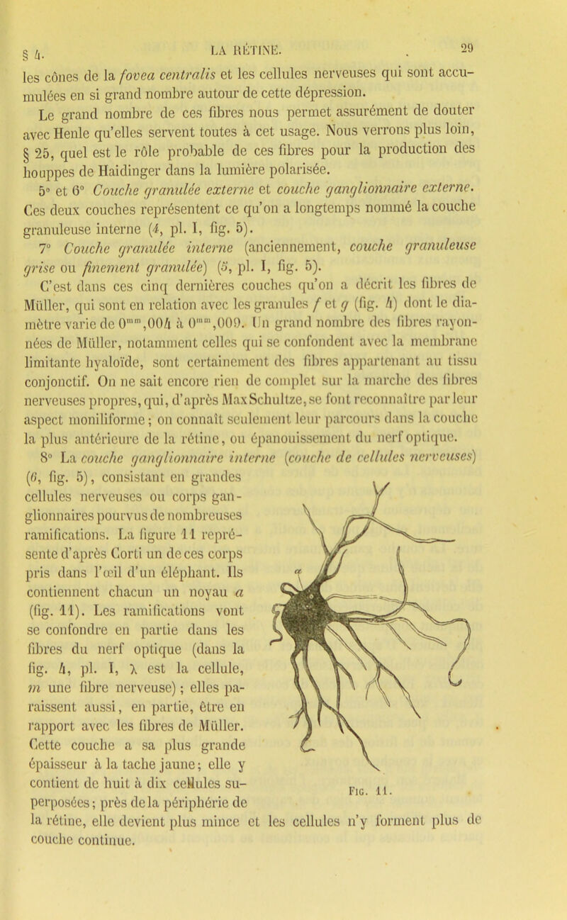 § 4. LA RÉTINE. les cônes de la fovea centralis et les cellules nerveuses qui sont accu- mulées en si grand nombre autour de cette dépression. Le grand nombre de ces fibres nous permet assurément de douter avecHenle quelles servent toutes à cet usage. Nous verrons plus loin, § 25, quel est le rôle probable de ces fibres pour la production des houppes de Haidinger dans la lumière polarisée. 5° et 6° Couche granulée externe et couche ganglionnaire externe. Ces deux couches représentent ce qu’on a longtemps nommé la couche granuleuse interne (4, pl. I, fig. 5). 7° Couche granulée interne (anciennement, couche granuleuse grise ou finement granulée) (5, pl. I, fig. 5). C’est dans ces cinq dernières couches qu’on a décrit les fibres de Millier, qui sont en relation avec les granules / et g (fig. h) dont le dia- mètre varie de 0mm,00/i à 009. (In grand nombre des fibres rayon- nées de Millier, notamment celles qui se confondent avec la membrane limitante hyaloïde, sont certainement des fibres appartenant au tissu conjonctif. On ne sait encore rien de complet sur la marche des fibres nerveuses propres, qui, d’après MaxSchultze,se font reconnaître parleur aspect moniliforme; on connaît seulement leur parcours dans la couche la plus antérieure de la rétine, ou épanouissement du nerf optique. 8° La couche ganglionnaire interne (couche de cellules nerveuses) (6, fig. 5), consistant en grandes cellules nerveuses ou corps gan- glionnaires pourvus de nombreuses ramifications. La figure 11 repré- sente d’après Corti un de ces corps pris dans l’œil d’un éléphant. Ils contiennent chacun un noyau a (fig. 11). Les ramifications vont se confondre en partie dans les fibres du nerf optique (dans la fig. /i, pl. I, X est la cellule, m une libre nerveuse) ; elles pa- raissent aussi, en partie, être en rapport avec les fibres de Millier. Cette couche a sa plus grande épaisseur à la tache jaune; elle y contient de huit à dix cellules su- perposées; près delà périphérie de la rétine, elle devient plus mince et les cellules n’y forment plus de couche continue. Fig. 11.