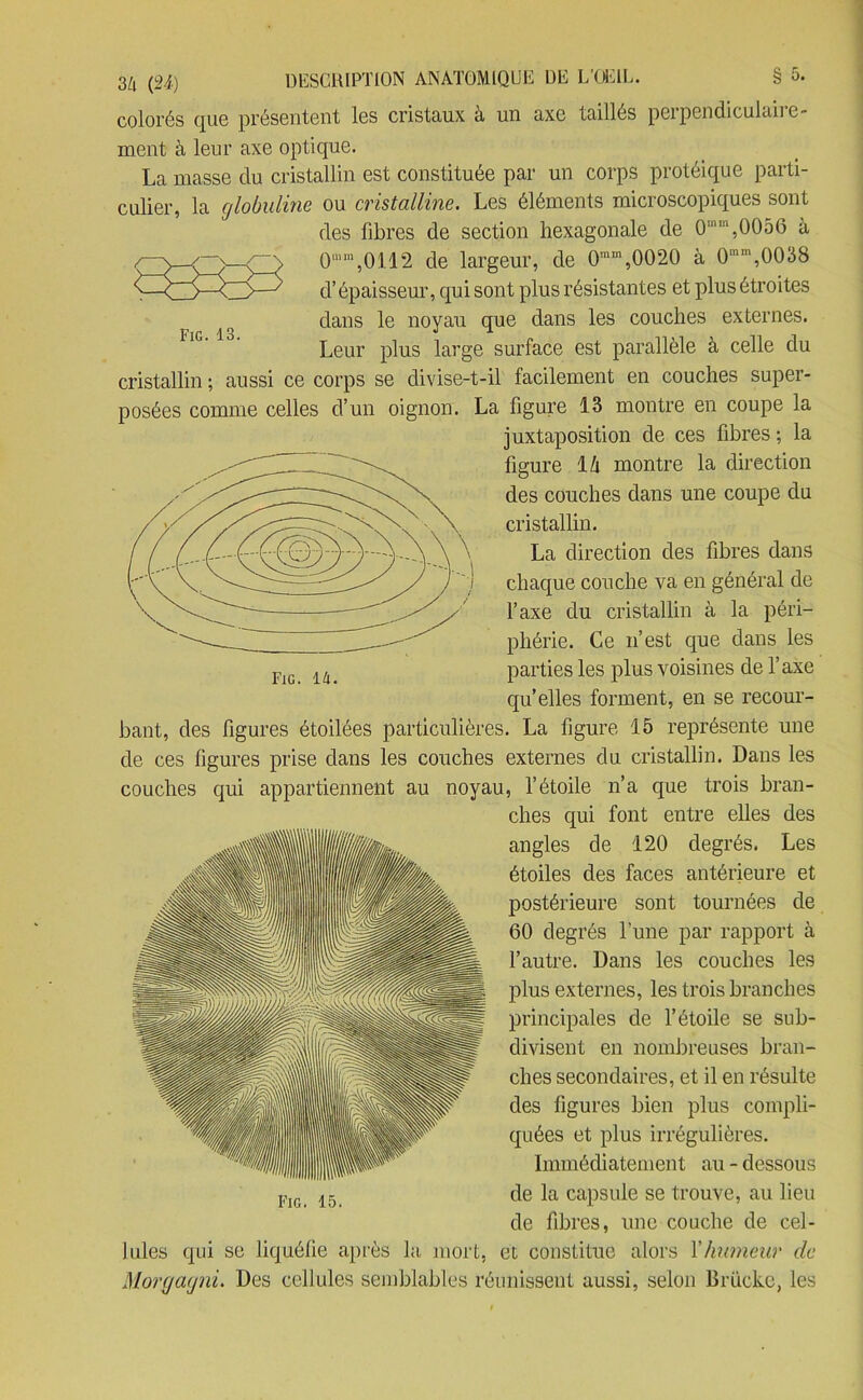 colorés que présentent les cristaux à un axe taillés perpendiculaire- ment à leur axe optique. La masse du cristallin est constituée par un corps protéique parti- culier, la globuline ou cristalline. Les éléments microscopiques sont des fibres de section hexagonale de 0:,%0056 à 0ÜUn,0:1.12 de largeur, de 0mm,0020 à 0mm,0038 d’épaisseur, qui sont plus résistantes et plus étroites dans le noyau que dans les couches externes. Leur plus large surface est parallèle à celle du cristallin ; aussi ce corps se divise-t-il facilement en couches super- posées comme celles d’un oignon. La figure 13 montre en coupe la juxtaposition de ces fibres ; la figure 1 h montre la direction des couches dans une coupe du cristallin. La direction des fibres dans chaque couche va en général de l’axe du cristallin à la péri- phérie. Ce n’est que dans les parties les plus voisines de l’axe qu’elles forment, en se recour- bant, des figures étoilées particulières. La figure 15 représente une de ces figures prise dans les couches externes du cristallin. Dans les couches qui appartiennent au noyau, l’étoile n’a que trois bran- ches qui font entre elles des angles de 120 degrés. Les étoiles des faces antérieure et postérieure sont tournées de 60 degrés l’une par rapport à l’autre. Dans les couches les plus externes, les trois branches principales de l’étoile se sub- divisent en nombreuses bran- ches secondaires, et il en résulte des figures bien plus compli- quées et plus irrégulières. Immédiatement au - dessous de la capsule se trouve, au lieu de fibres, une couche de cel- lules qui se liquéfie après la mort, et constitue alors Y humeur de Morgayni. Des cellules semblables réunissent aussi, selon Brückc, les