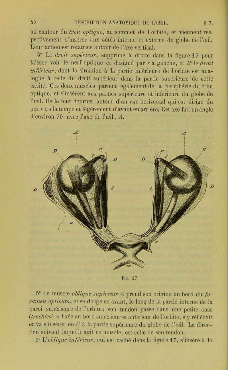 5° Le muscle oblique supérieur A prend son origine au bord du fo- ramen opticum, et se dirige en avant, le long de la partie interne de la paroi supérieure de l’orbite ; son tendon passe dans une petite anse (trochlea) u fixée au bord supérieur et antérieur de l’orbite, s’y réfléchit et va s’insérer en C à la partie supérieure du globe de l’œil. La direc- tion suivant laquelle agit ce muscle, est celle de son tendon. 6° L'oblique inférieur, qui est caché dans la figure 17, s’insère à la 40 DESCRIPTION ANATOMIQUE DE L’ŒIL. § 7. au contour du trou optique, au sommet de l’orbite, et viennent res- pectivement s’insérer aux côtés interne et externe du globe de l’œil. Leur action est rotatrice autour de l’axe vertical. 3° Le droit supérieur, supprimé à droite dans la figure 17 pour laisser voir le nerf optique et désigné par s à gauche, et Ix° le droit inférieur, dont la situation à la partie inférieure de l’orbite est ana- logue à celle du droit supérieur dans la partie supérieure de cette cavité. Ces deux muscles partent également de la périphérie du trou optique, et s’insèrent aux parties supérieure et inférieure du globe de l’œil. Us le font tourner autour d’un axe horizontal qui est dirigé du nez vers la tempe et légèrement d’avant en arrière. Cet axe fait un angle d’environ 70° avec l’axe de l’œil, A.